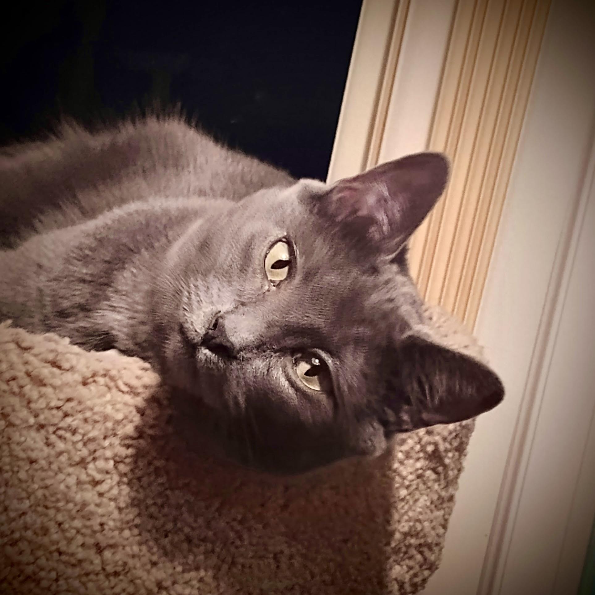 Gordon Ramsey, Adoptable, Young Male Domestic Short Hair & Domestic Short Hair.