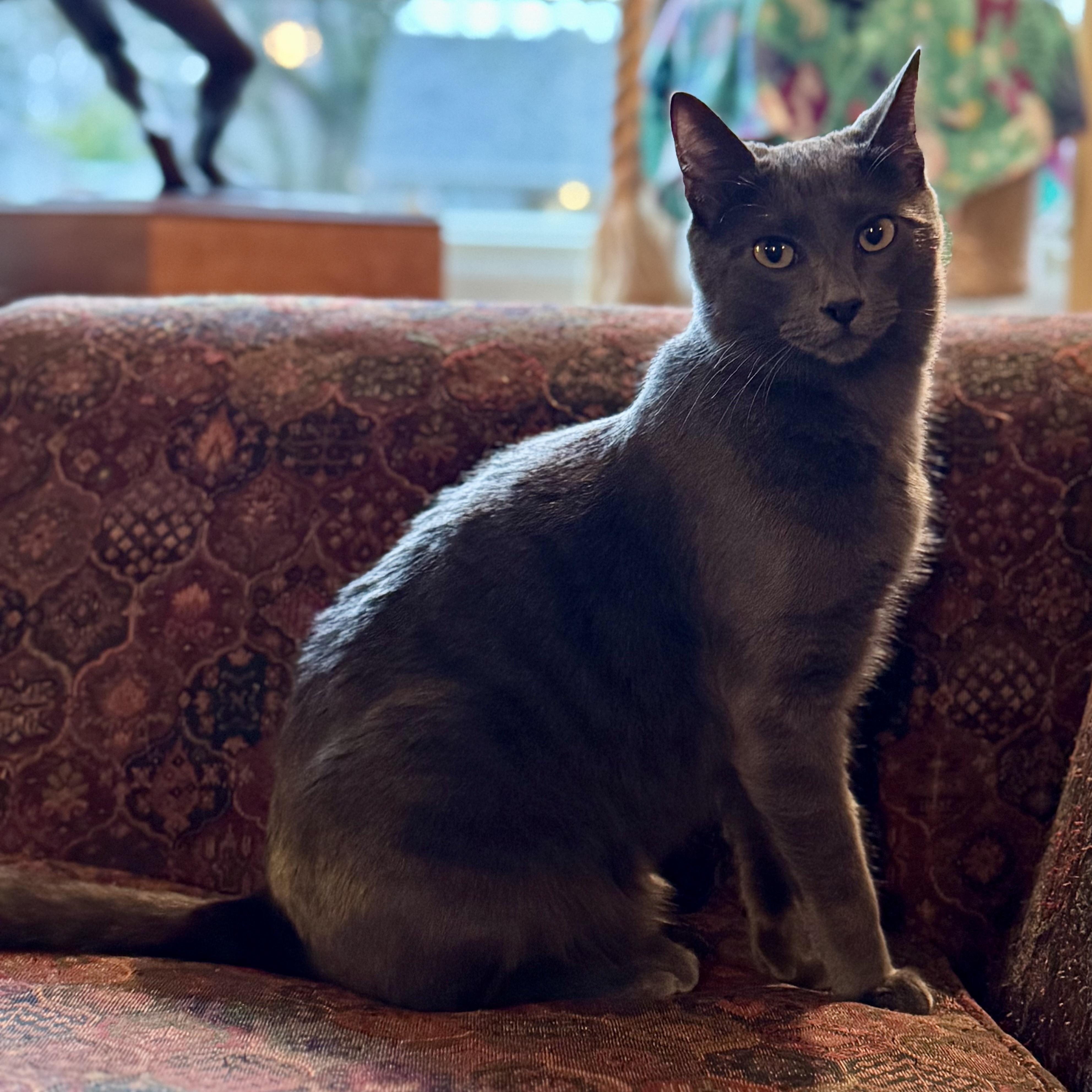 Enlarge Gordon Ramsey, a Adoptable mixed breed in Wilsonville, OR image 2/6