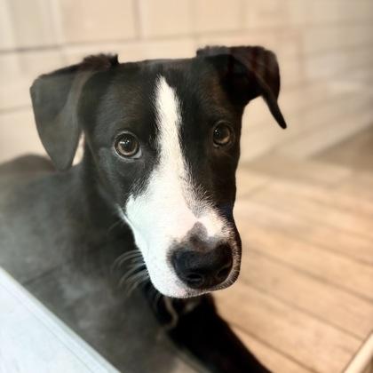 Mandy, a Adoptable mixed breed in San Francisco, CA image 1/3