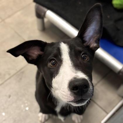 Mandy, a Adoptable mixed breed in San Francisco, CA image 2/3