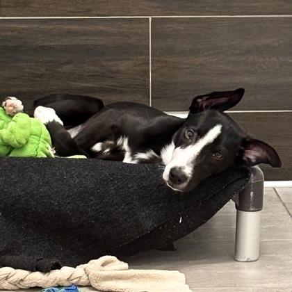 Mandy, a Adoptable mixed breed in San Francisco, CA image 3/3