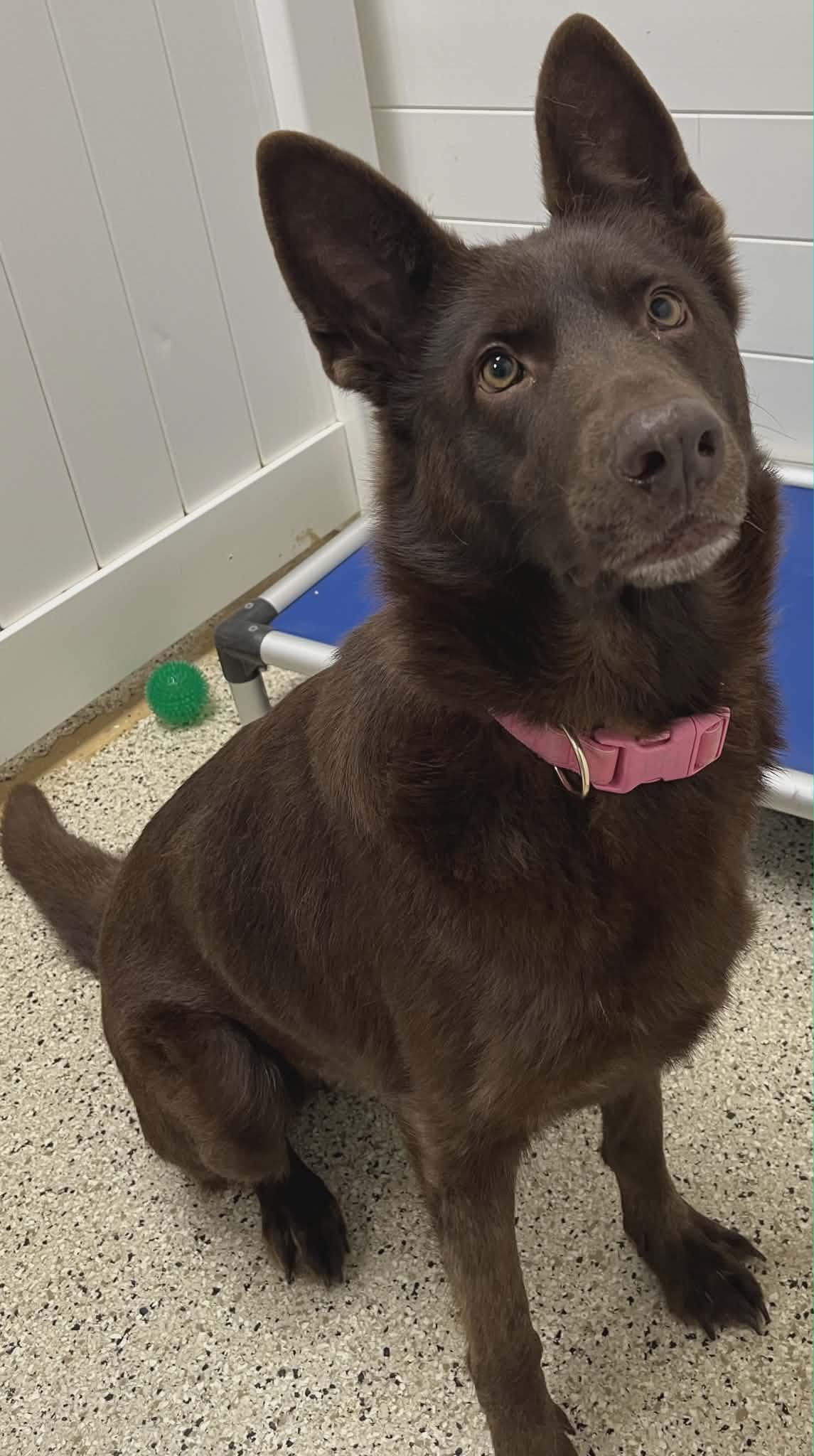 Enlarge Kimber, a Adoptable German Shepherd Dog in Chesterfield, MO image 1/5