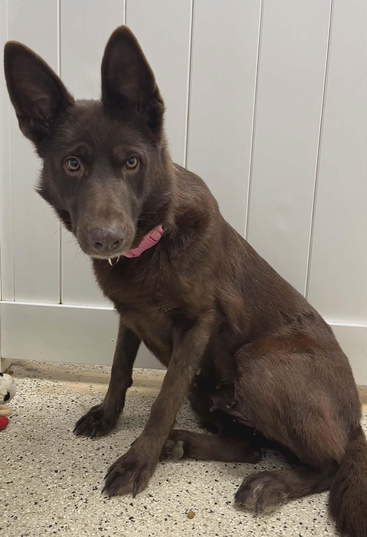 Enlarge Kimber, a Adoptable German Shepherd Dog in Chesterfield, MO image 2/5