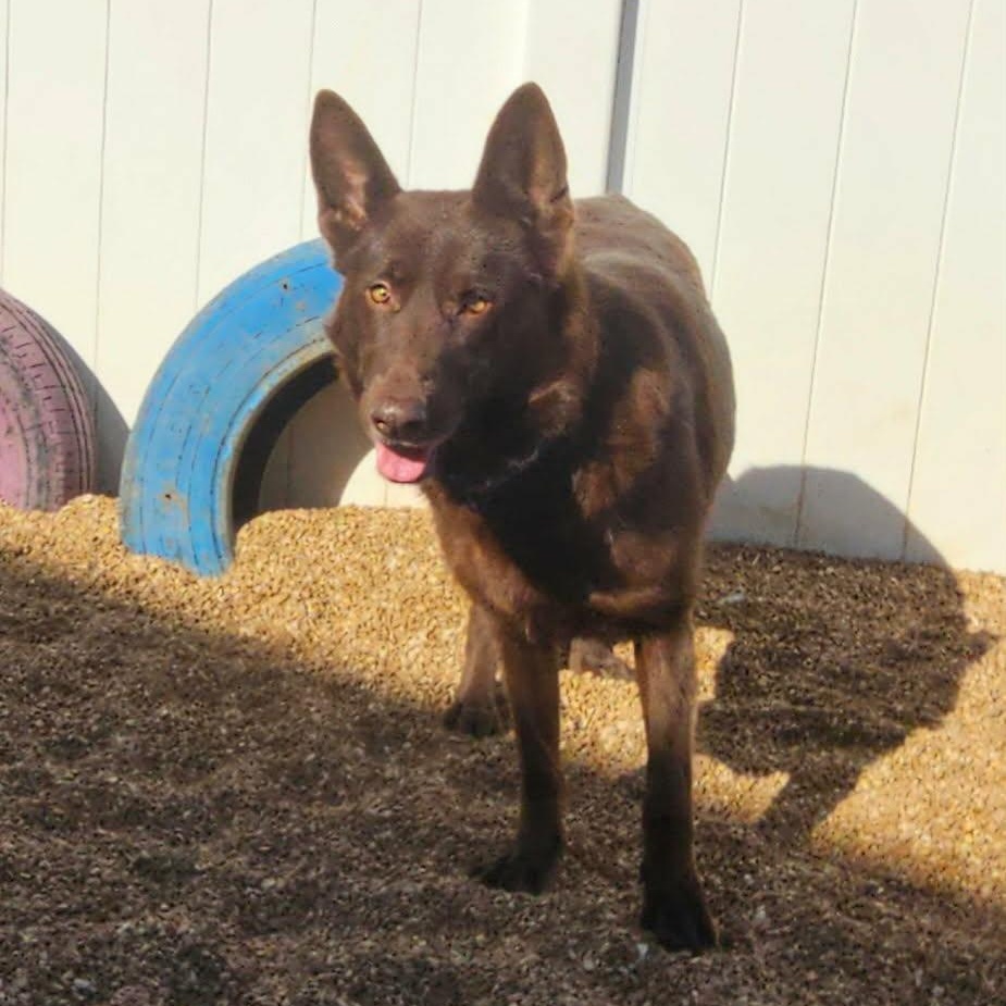 Enlarge Kimber, a Adoptable German Shepherd Dog in Chesterfield, MO image 5/5