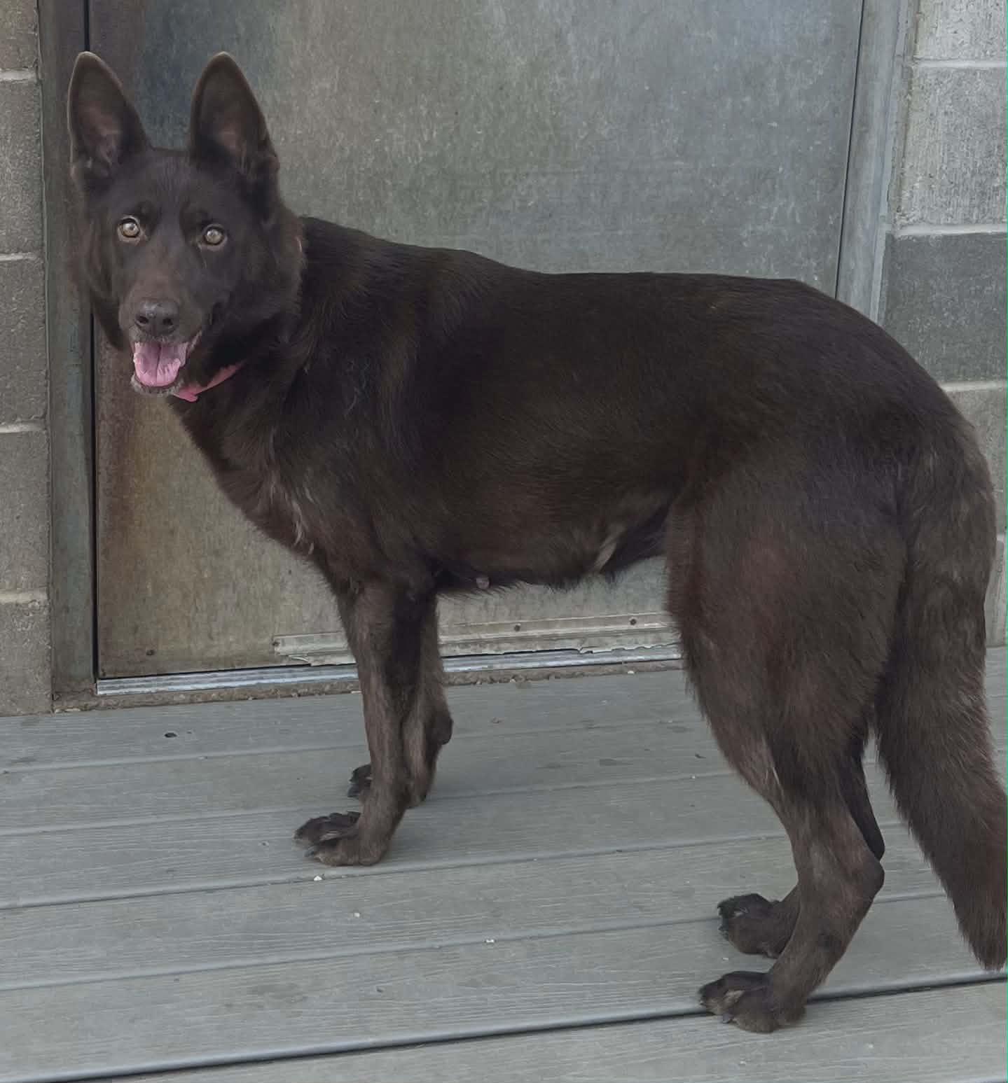 Enlarge Kimber, a Adoptable German Shepherd Dog in Chesterfield, MO image 3/5
