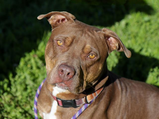 ARKHAM, Adoptable, Young Male Pit Bull Terrier.
