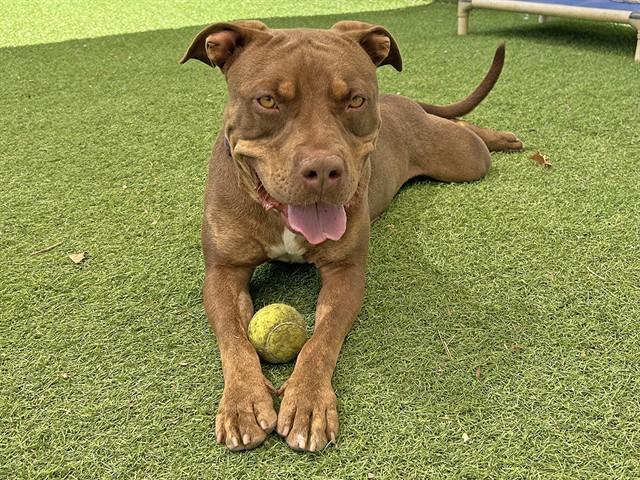 Enlarge ARKHAM, a Adoptable Pit Bull Terrier in Ojai, CA image 1/1