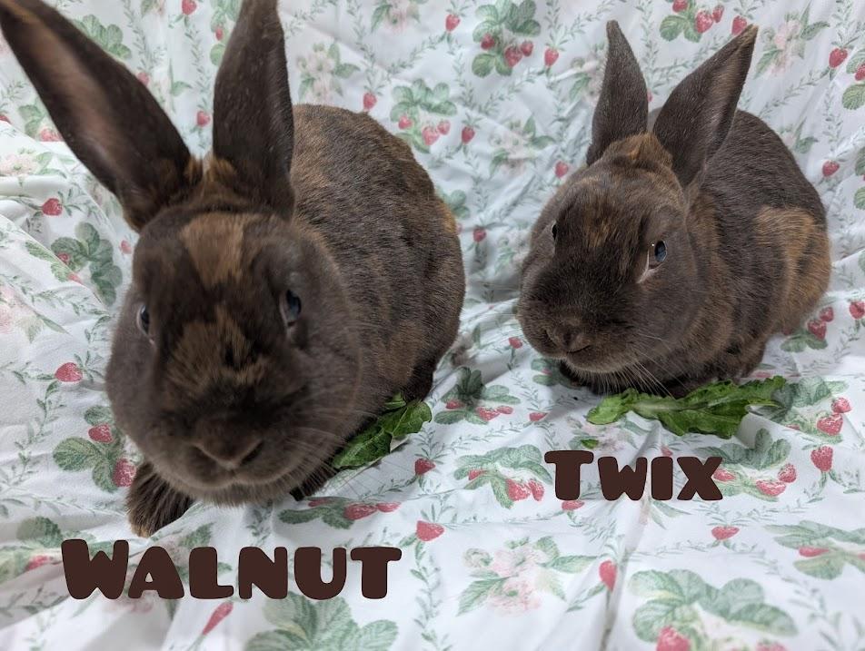 Twix, ADOPTABLE, Young Male Rex.