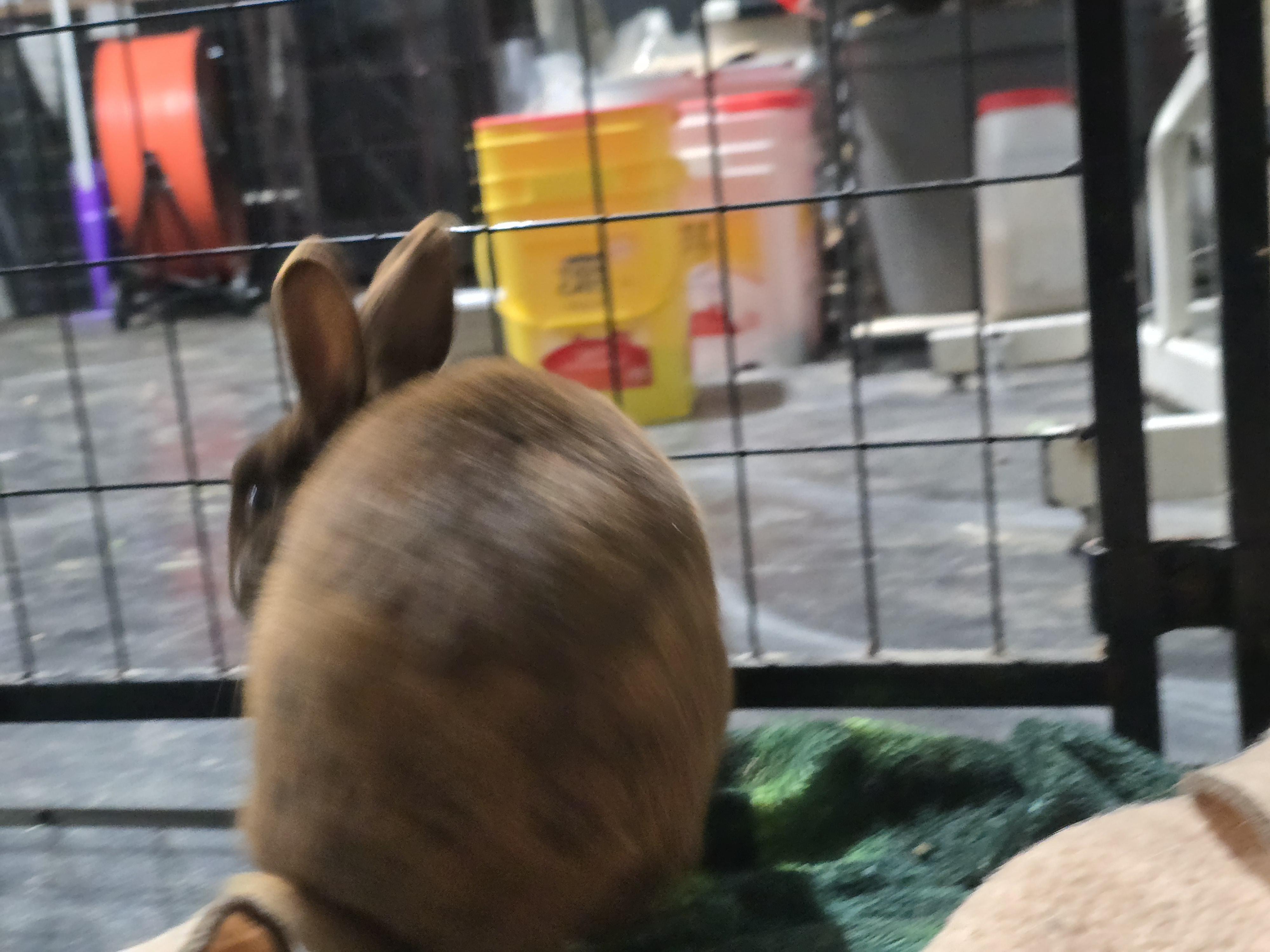 Enlarge Twix, a ADOPTABLE mixed breed in Idaho Falls, ID image 2/2