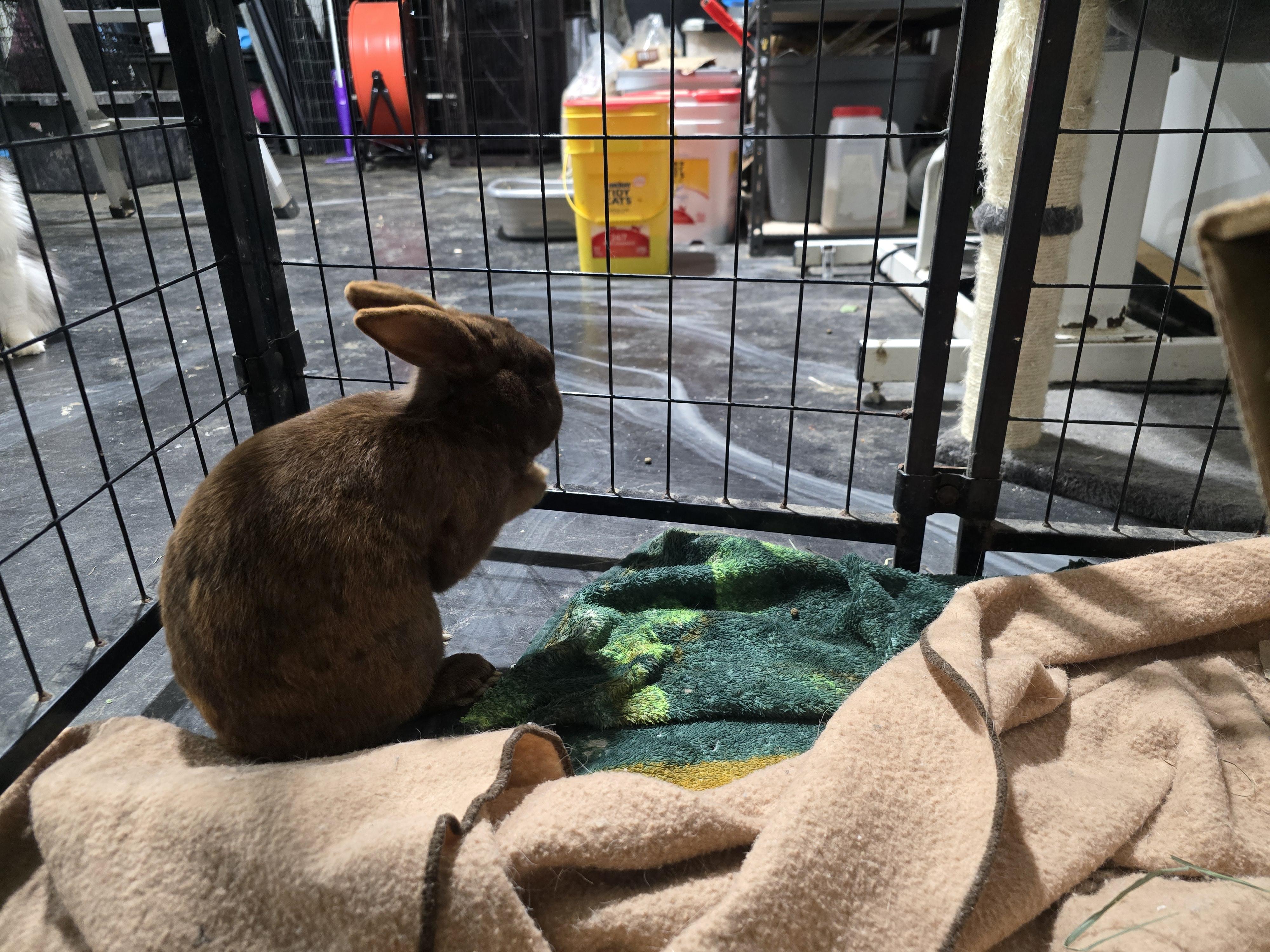 Twix, ADOPTABLE, Young Male Rex.