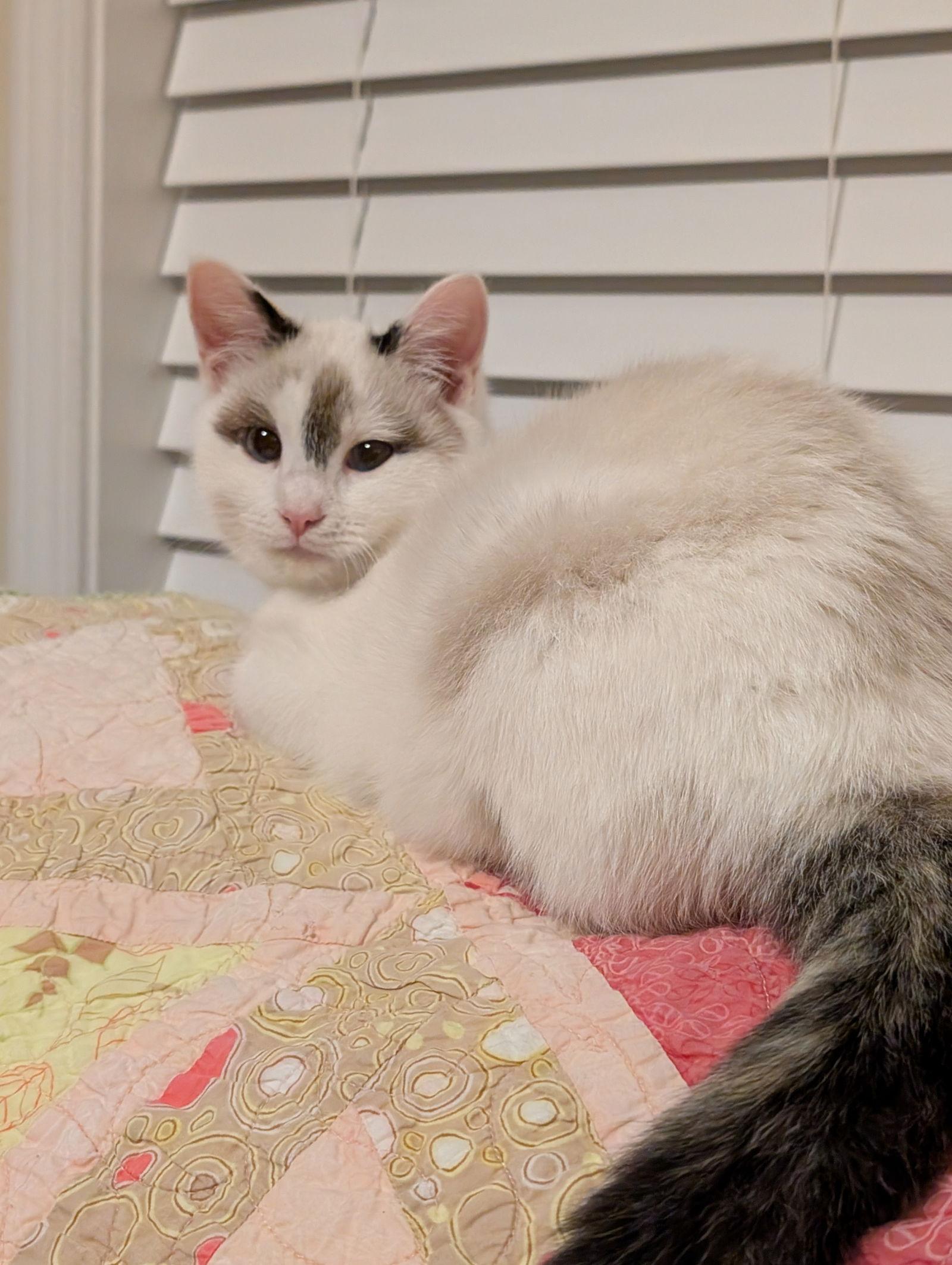 Enlarge California, an adopted Ragdoll in Morganton, NC image 2/2