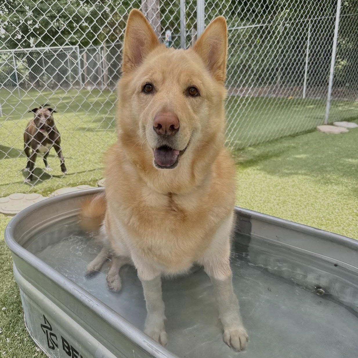 Birdie, ADOPTABLE, Adult Female Alaskan Malamute.