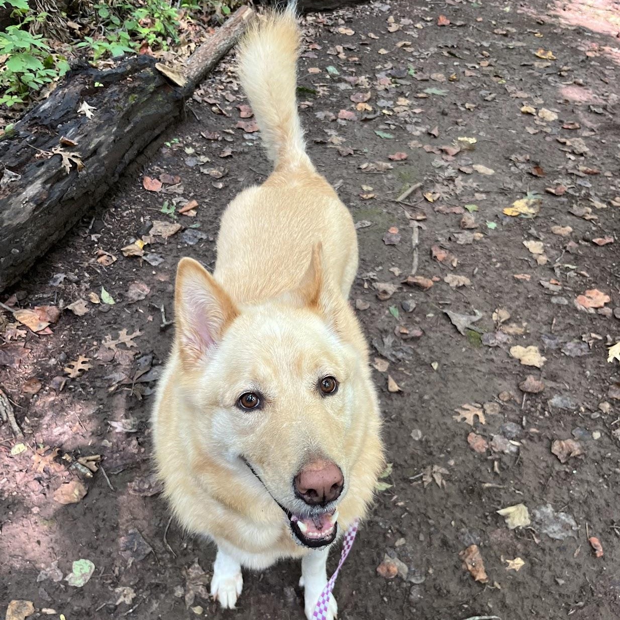Birdie, a ADOPTABLE mixed breed in Salisbury, NC image 2/6