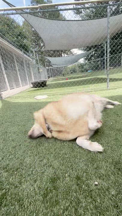 Enlarge Birdie, a ADOPTABLE mixed breed in Salisbury, NC video 5/6