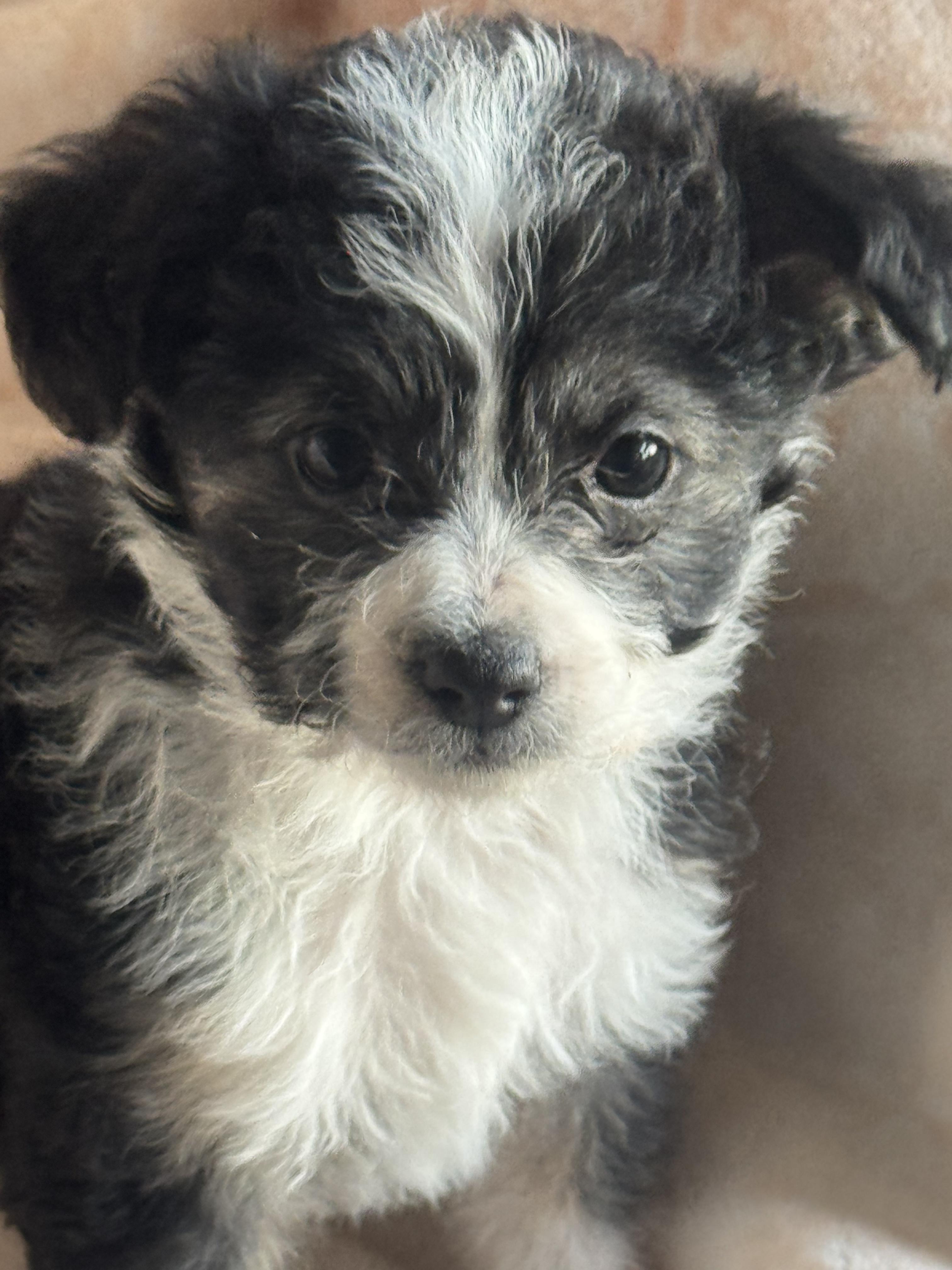 Momo, adopted, Puppy Female Chihuahua.