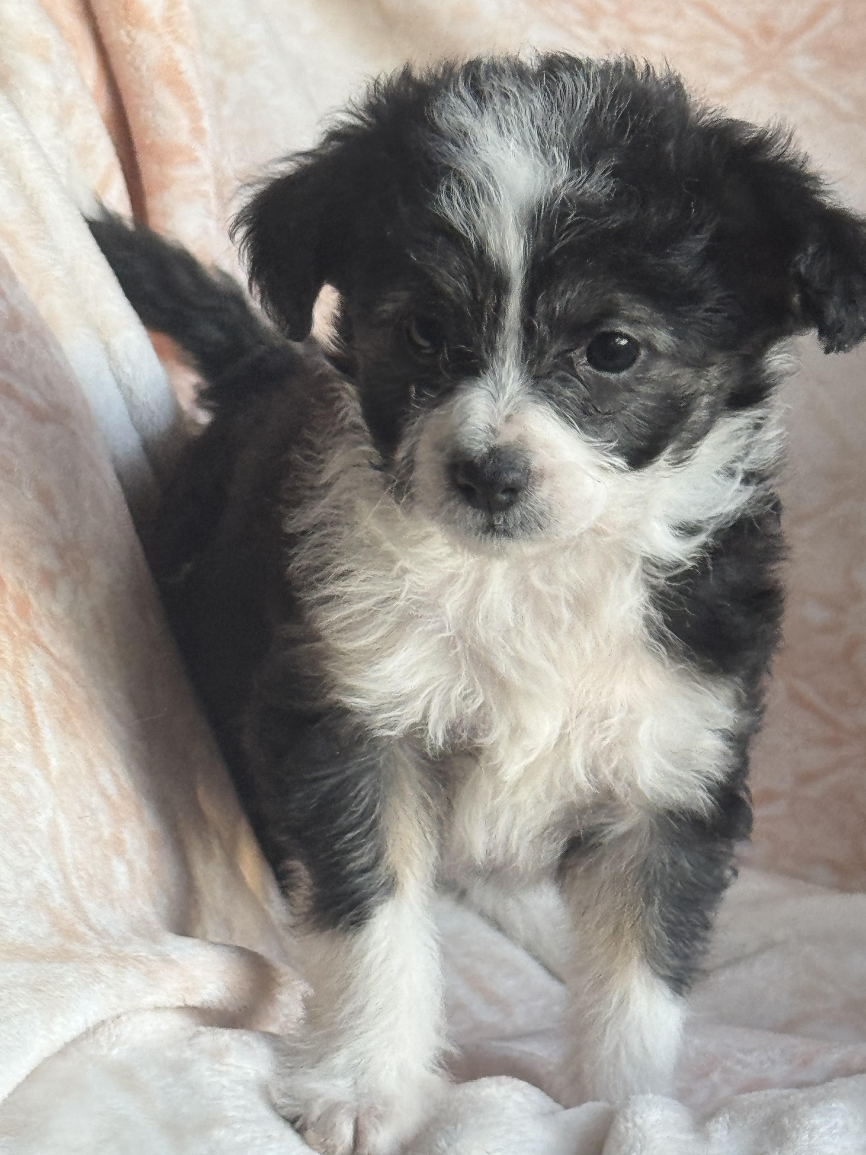 Enlarge Momo, an adopted mixed breed in Sonora, CA image 2/6