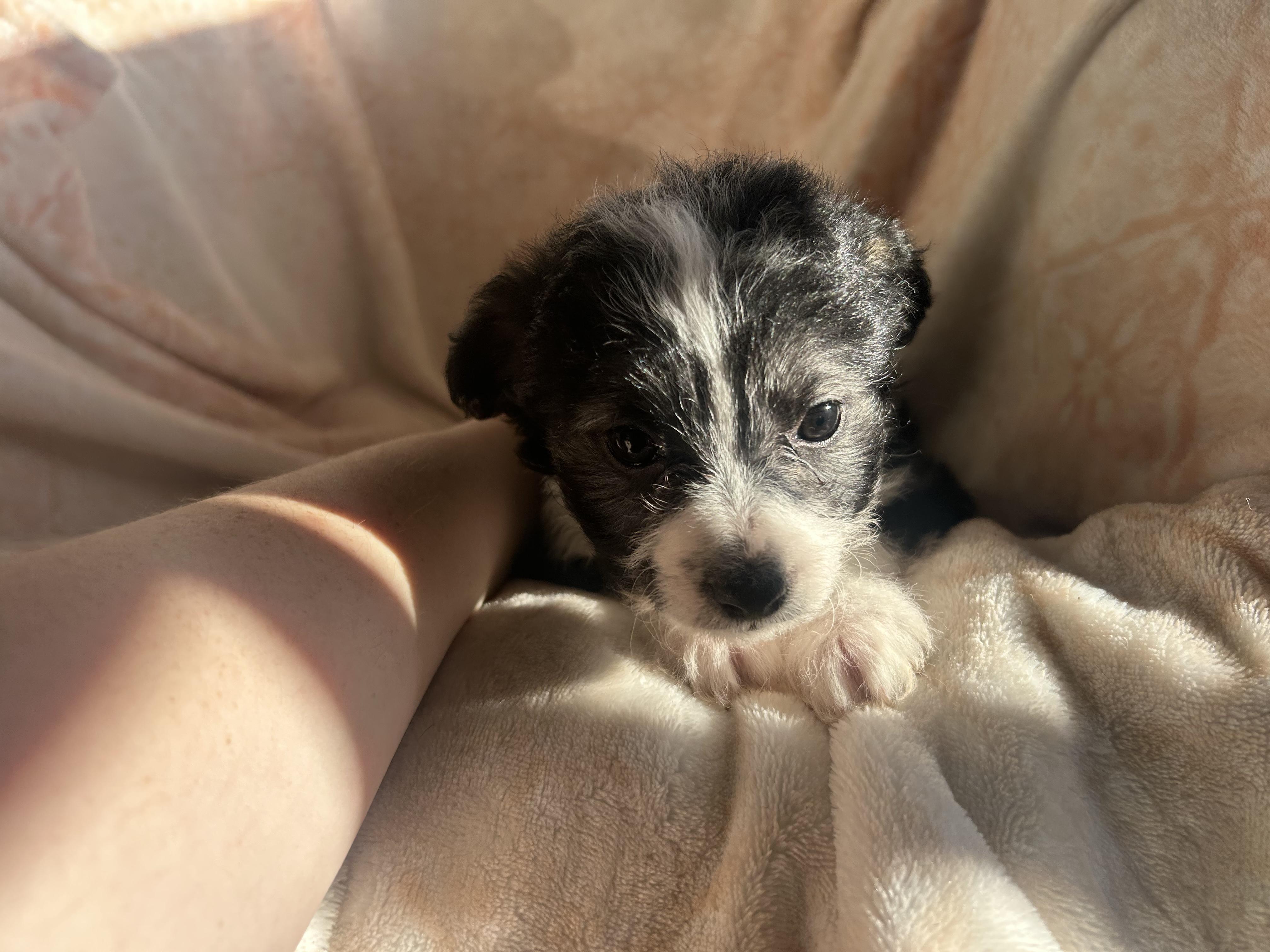 Enlarge Momo, an adopted mixed breed in Sonora, CA image 3/6