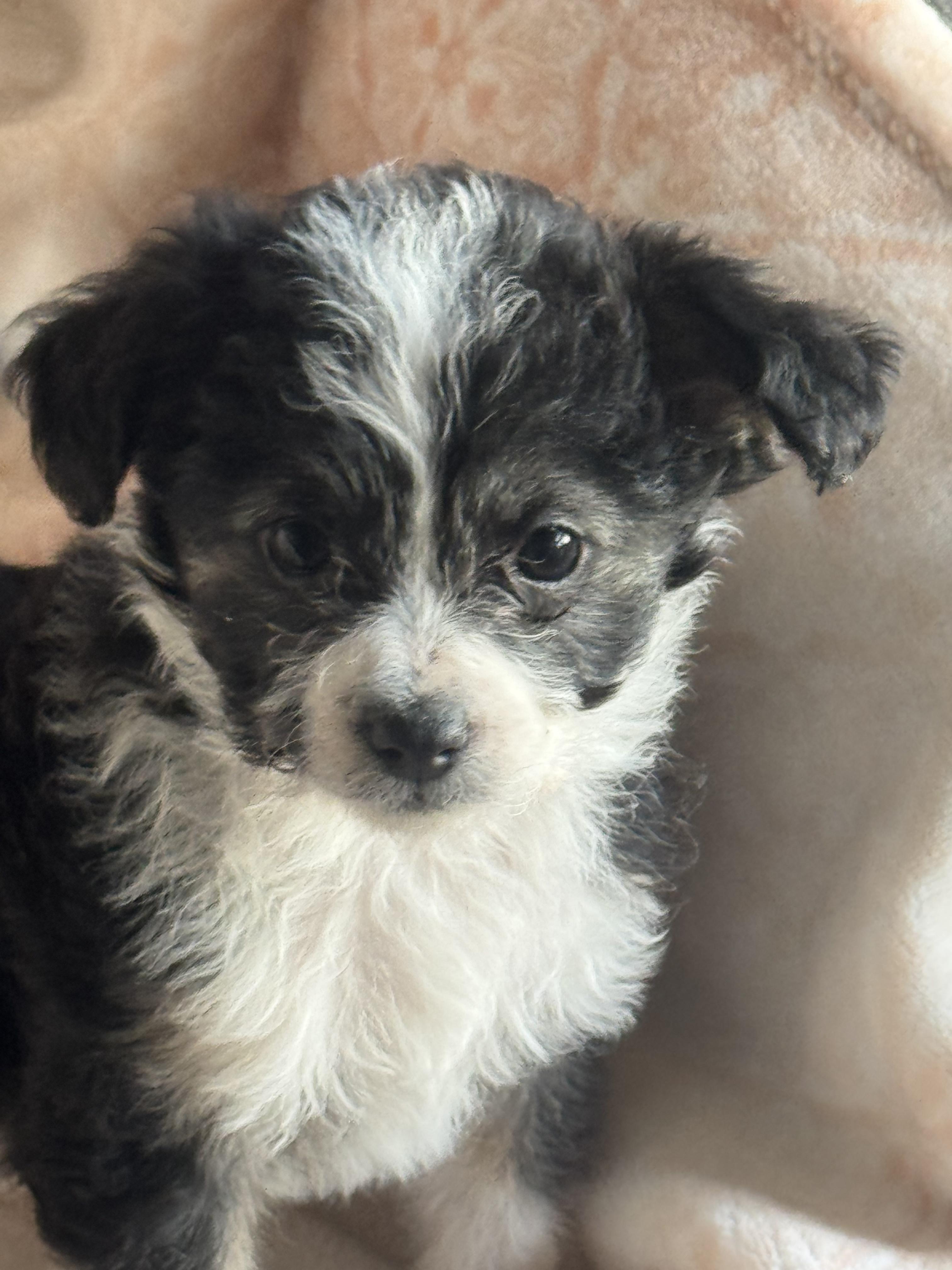 Enlarge Momo, an adopted mixed breed in Sonora, CA image 4/6