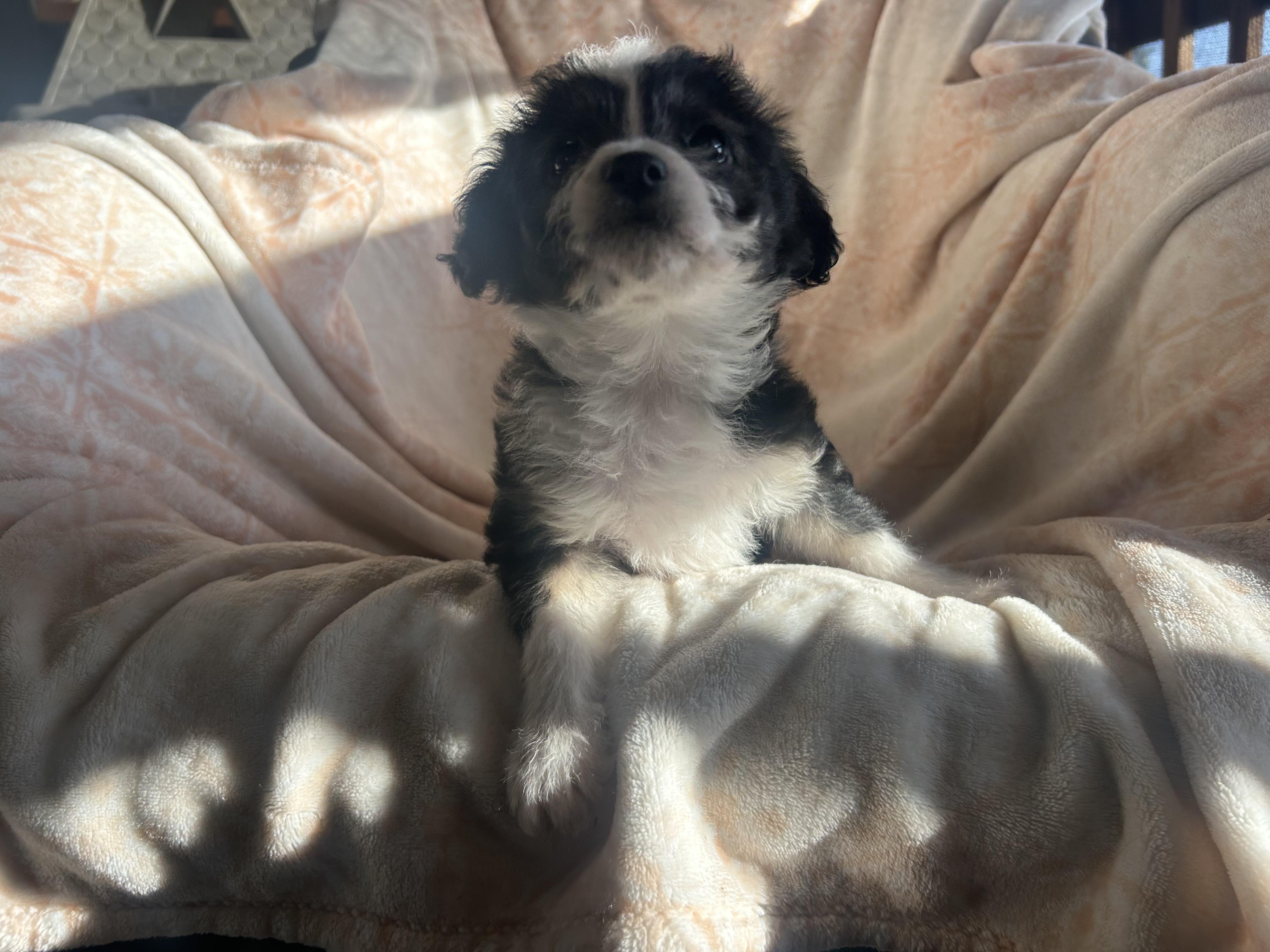 Enlarge Momo, an adopted mixed breed in Sonora, CA image 5/6