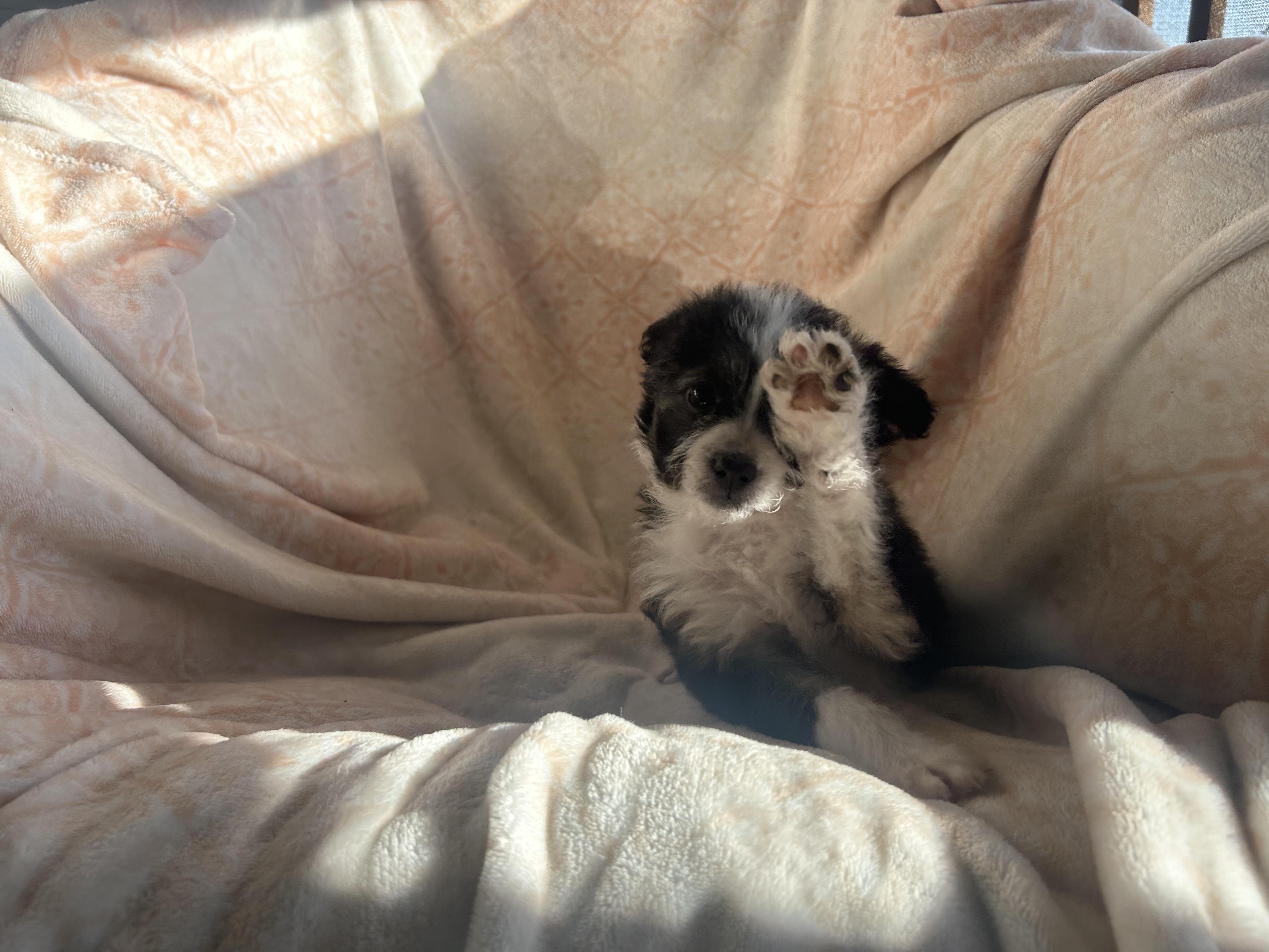 Enlarge Momo, an adopted mixed breed in Sonora, CA image 6/6