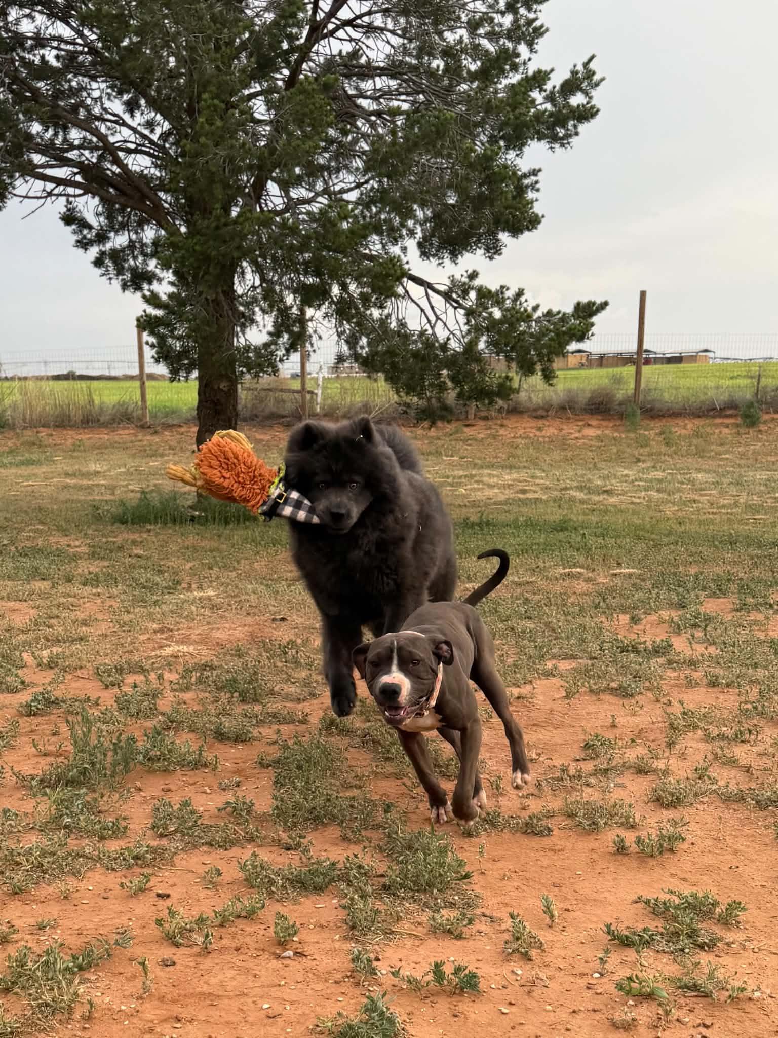 Phoebe, a ADOPTABLE mixed breed in Clovis, NM image 5/6