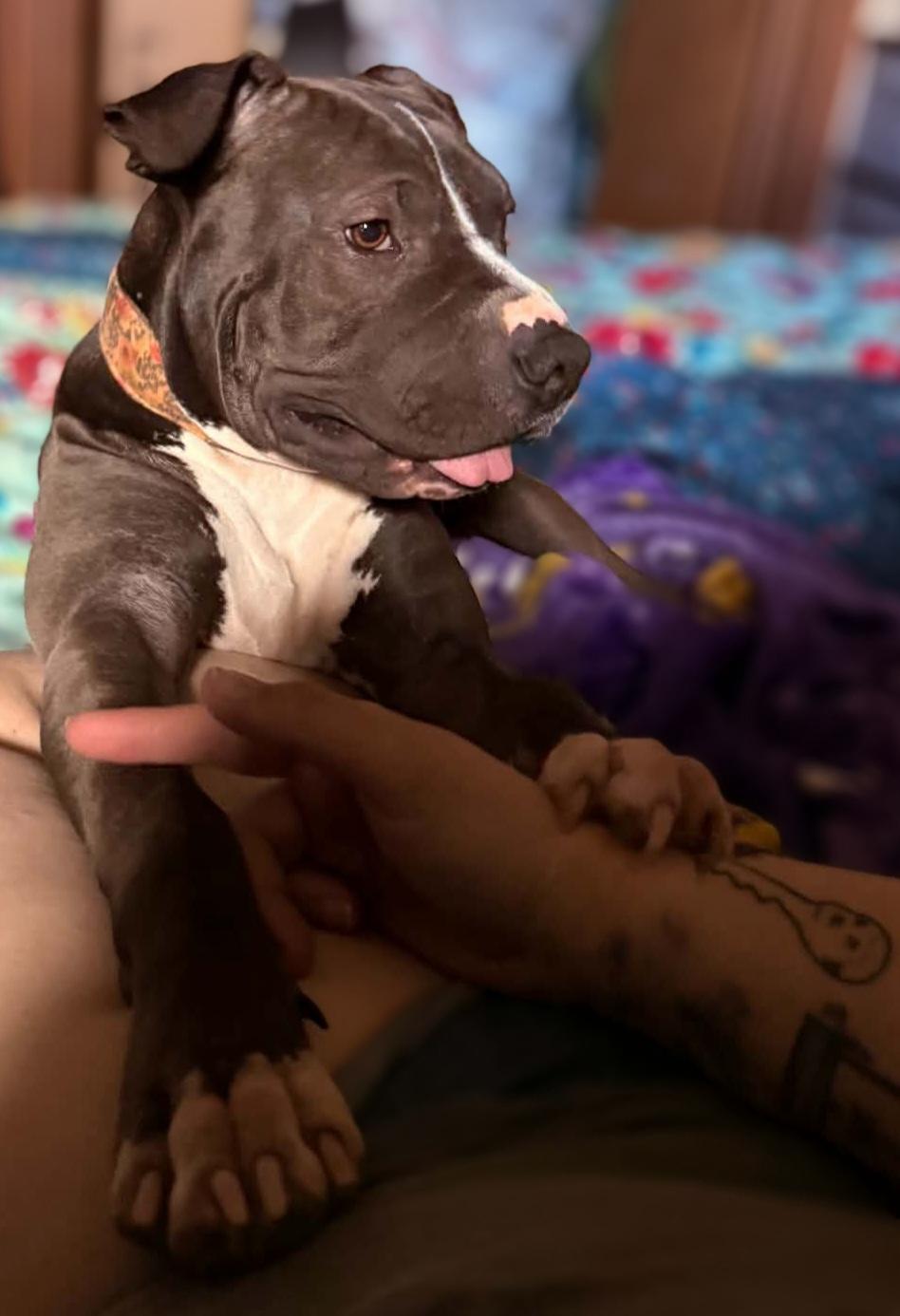 Phoebe, ADOPTABLE, Young Female Shar-Pei & Pit Bull Terrier.