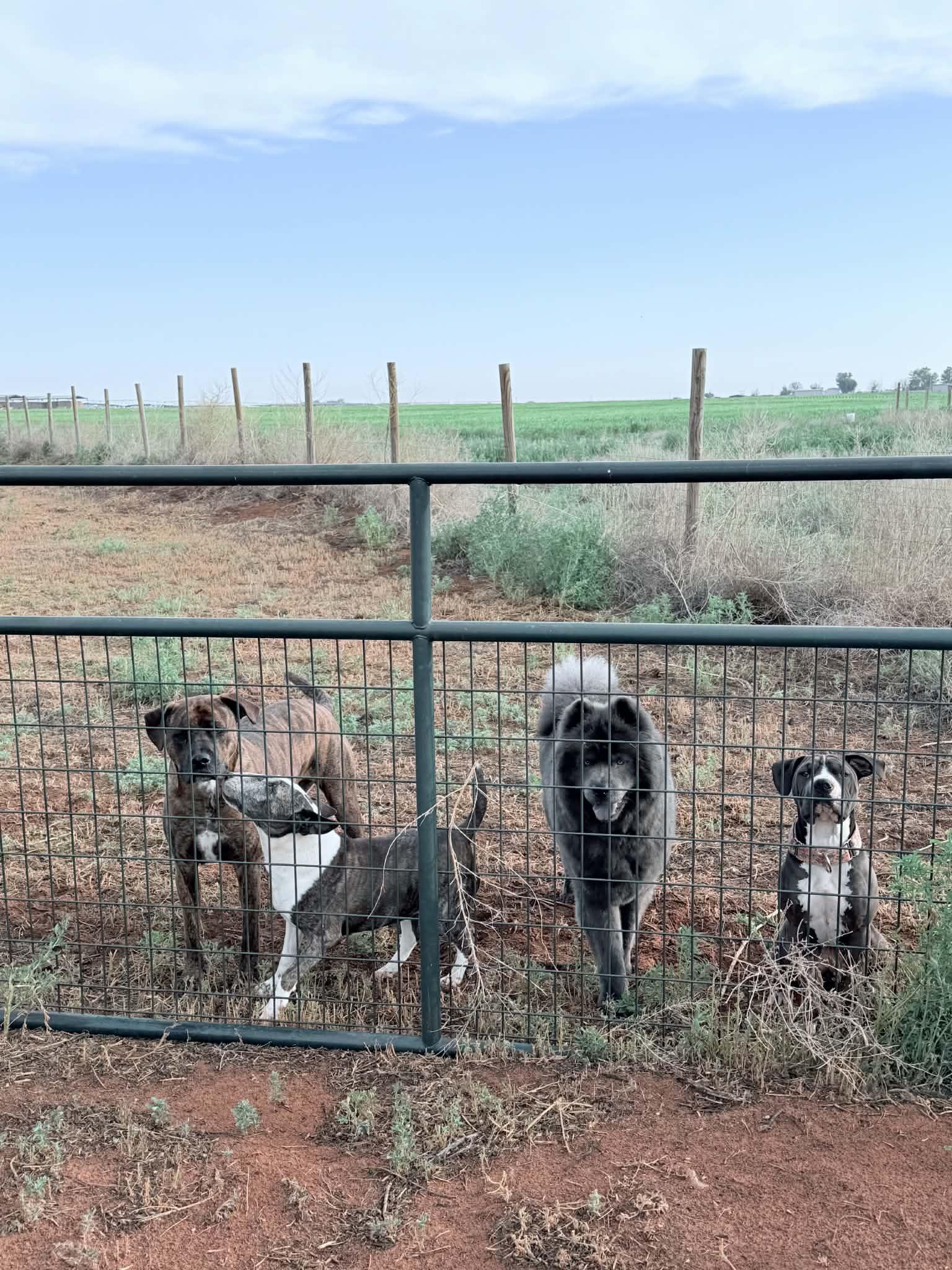 Phoebe, a ADOPTABLE mixed breed in Clovis, NM image 6/6