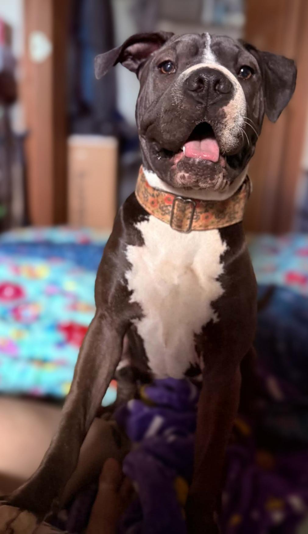 Enlarge Phoebe, a ADOPTABLE mixed breed in Clovis, NM image 2/5