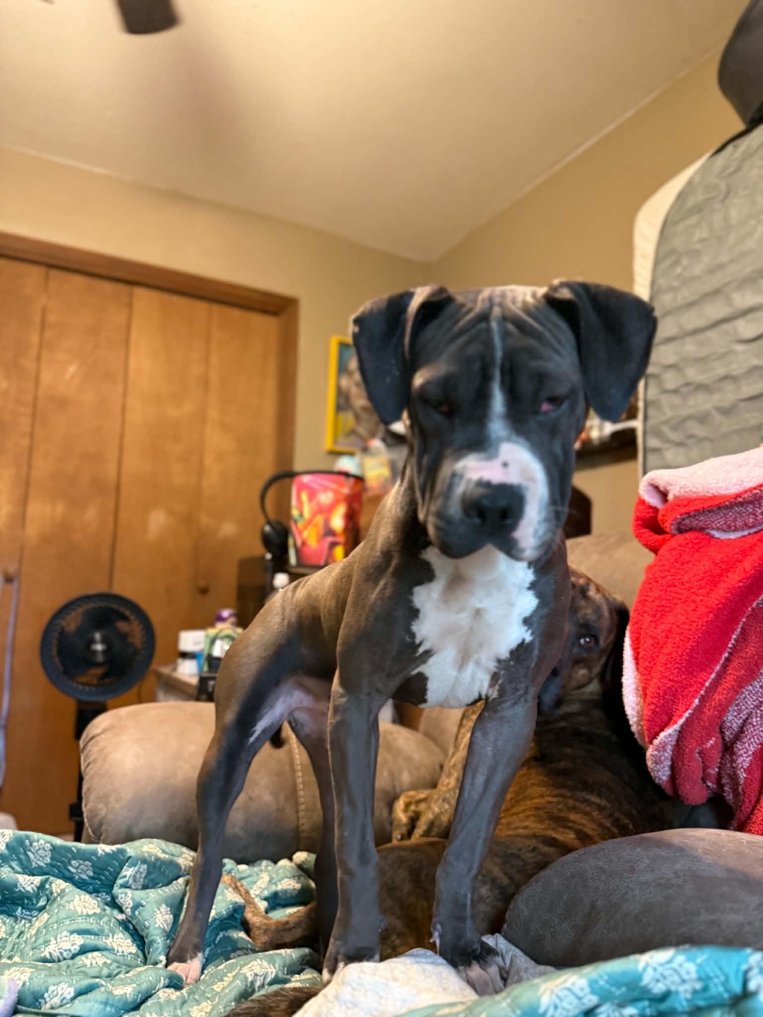 Phoebe, a ADOPTABLE mixed breed in Clovis, NM image 1/6
