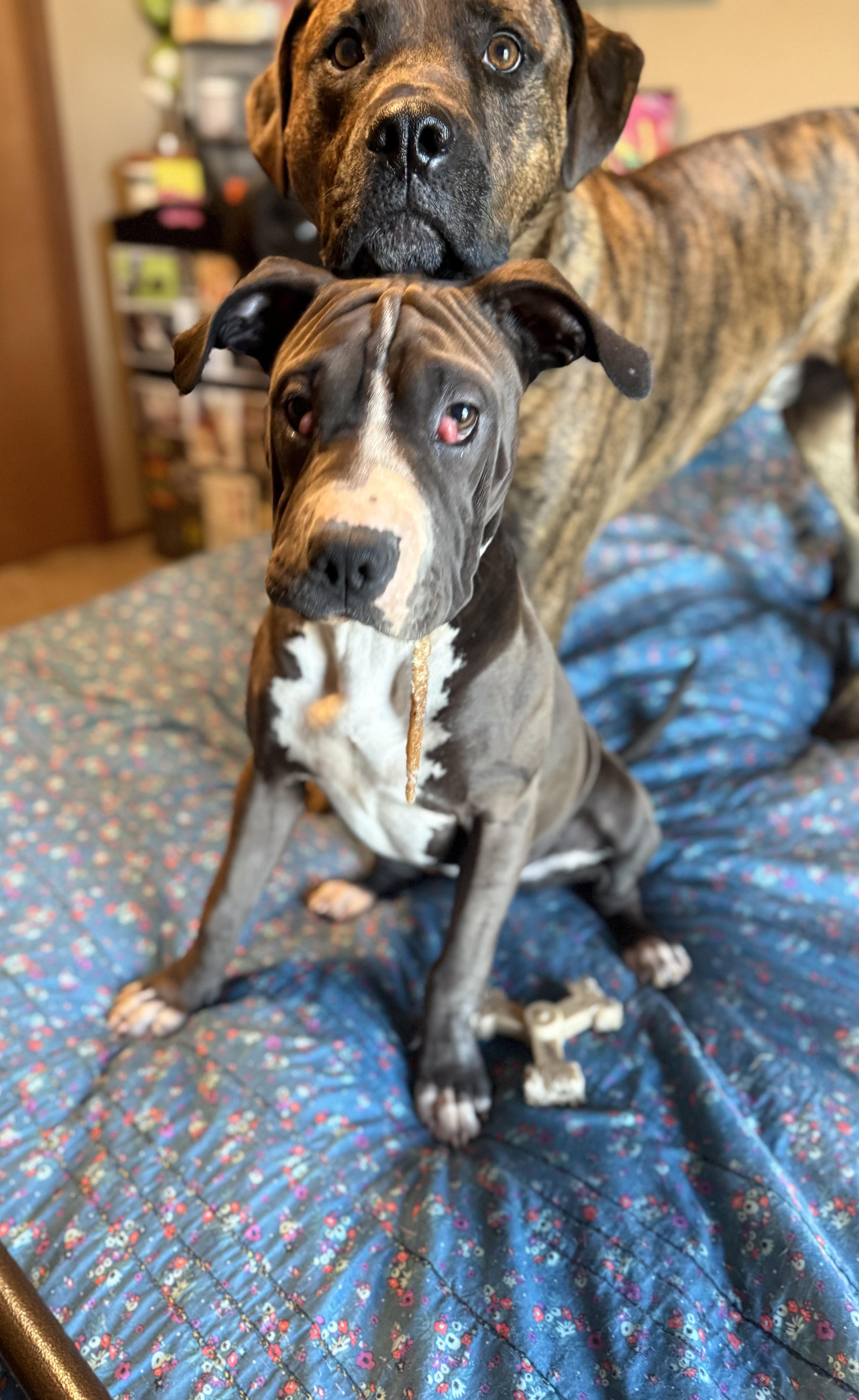Phoebe, a ADOPTABLE mixed breed in Clovis, NM image 2/6