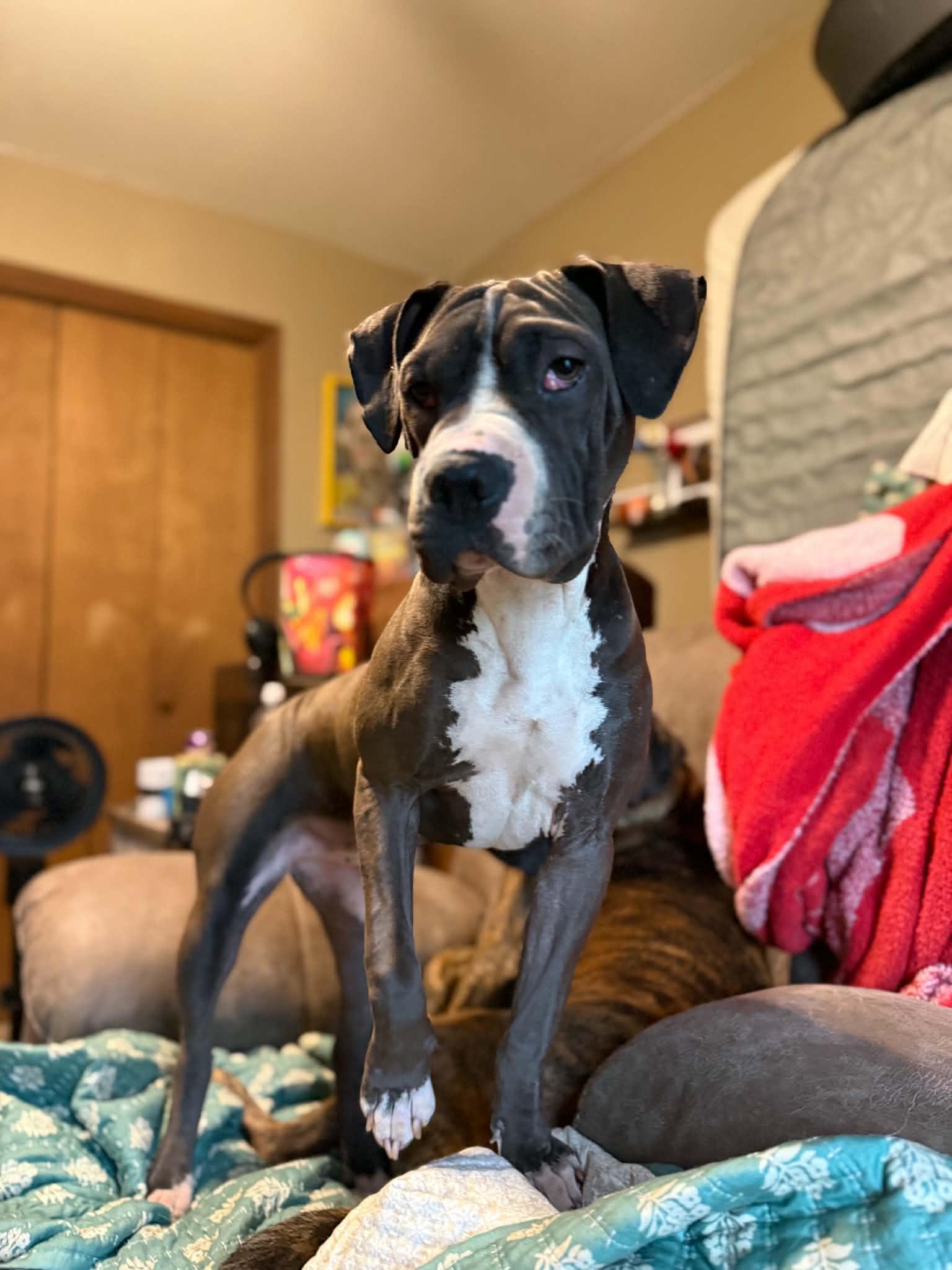 Phoebe, a ADOPTABLE mixed breed in Clovis, NM image 4/6