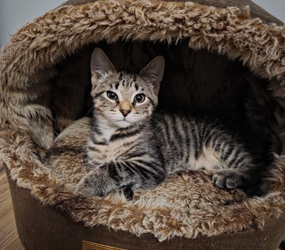 Enlarge DIPPER - FORGOTTEN GRAVITY FALLS KITTEN, a ADOPTABLE Domestic Short Hair in Bristow, VA image 1/1