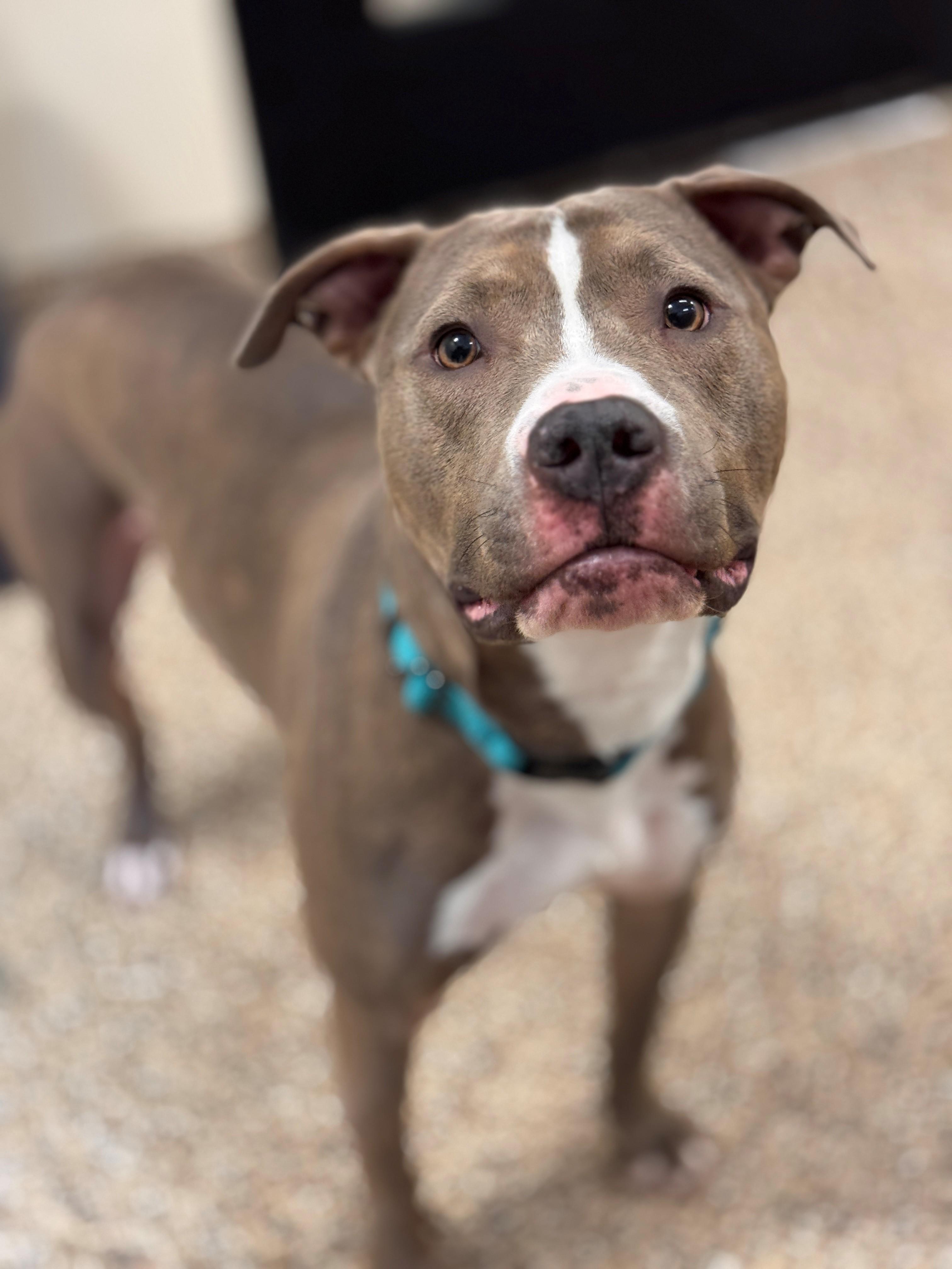 Chase, a ADOPTABLE mixed breed in Hackensack, MN image 5/5