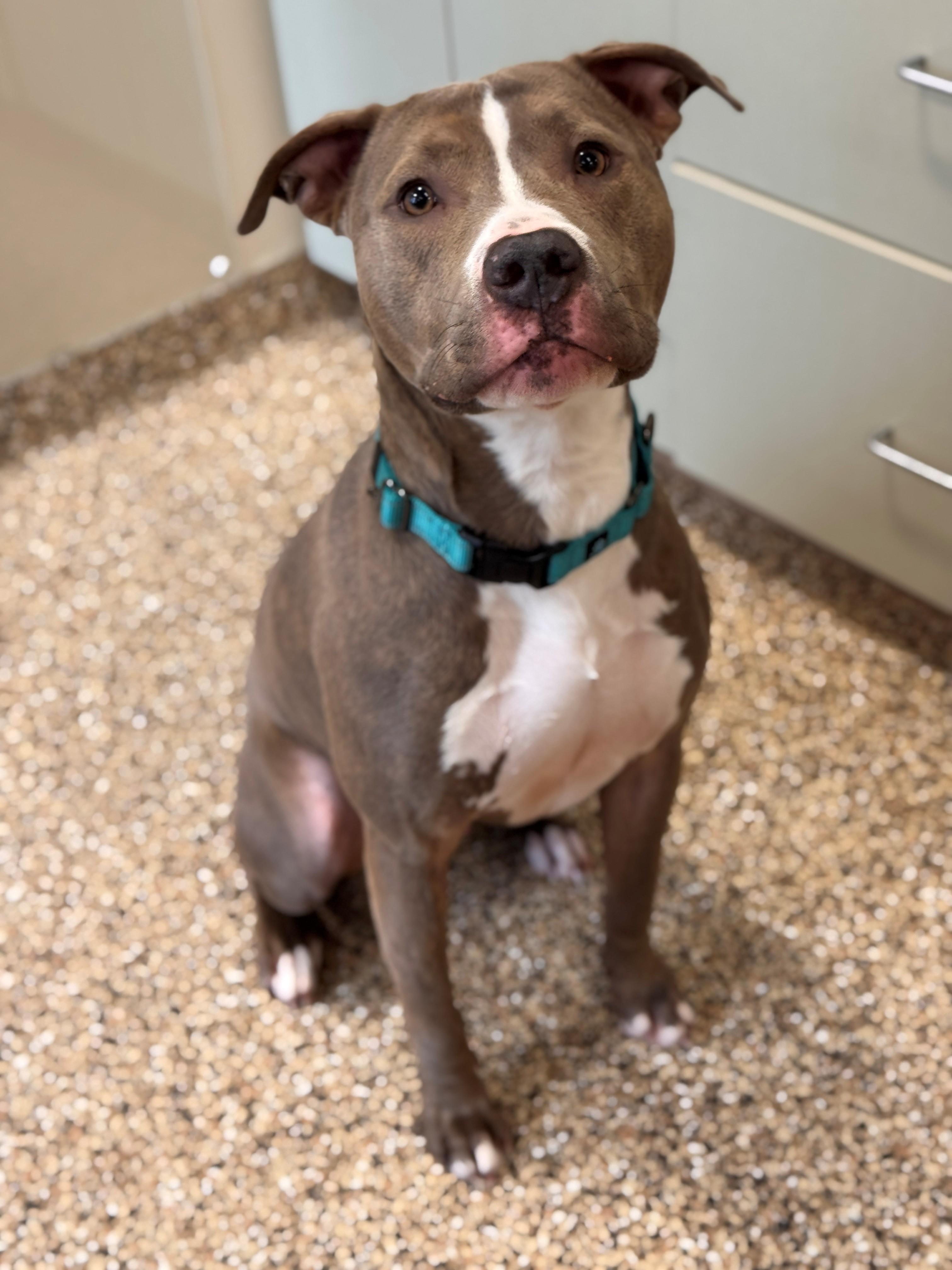 Chase, a ADOPTABLE mixed breed in Hackensack, MN image 1/5