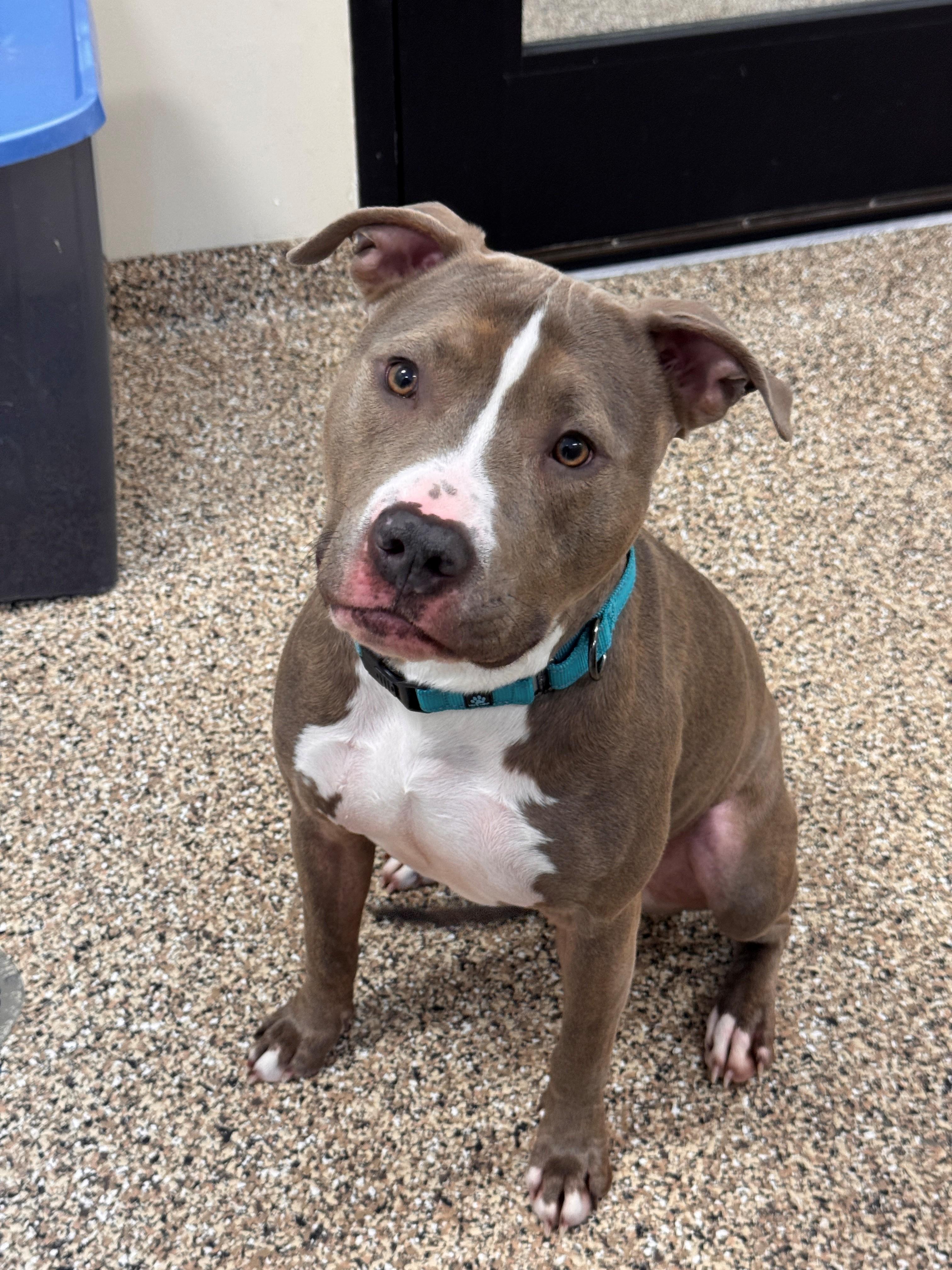 Chase, a ADOPTABLE mixed breed in Hackensack, MN image 4/5