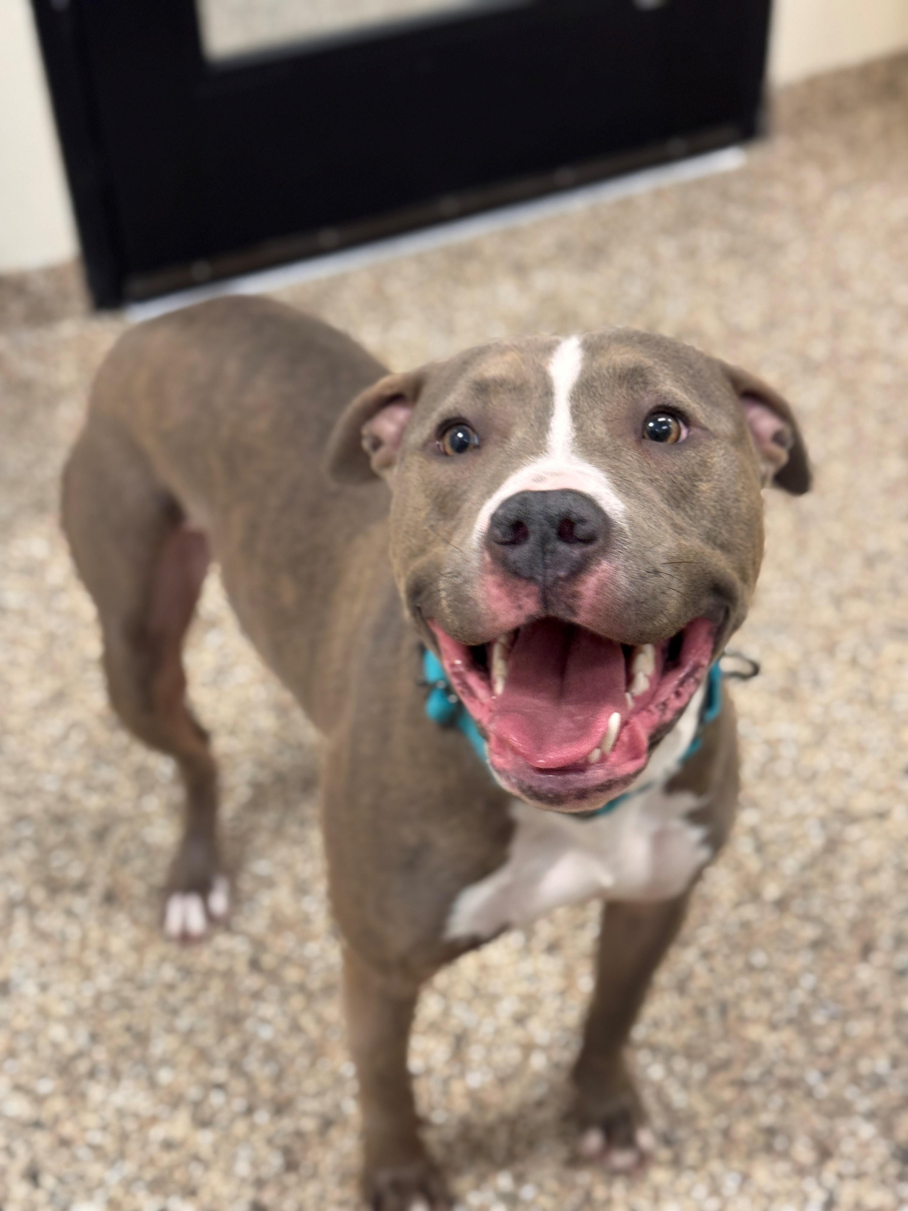 Chase, a ADOPTABLE mixed breed in Hackensack, MN image 2/5