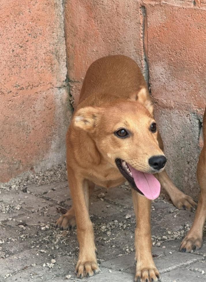 What is Foster to Adopt Dog: A Heartwarming Journey