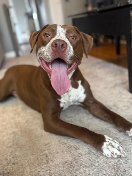 Kane, Adoptable, Adult Male Mixed Breed & Mixed Breed.