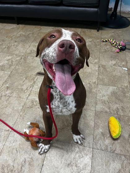 Enlarge Kane, a Adoptable mixed breed in Chicago, IL image 2/3