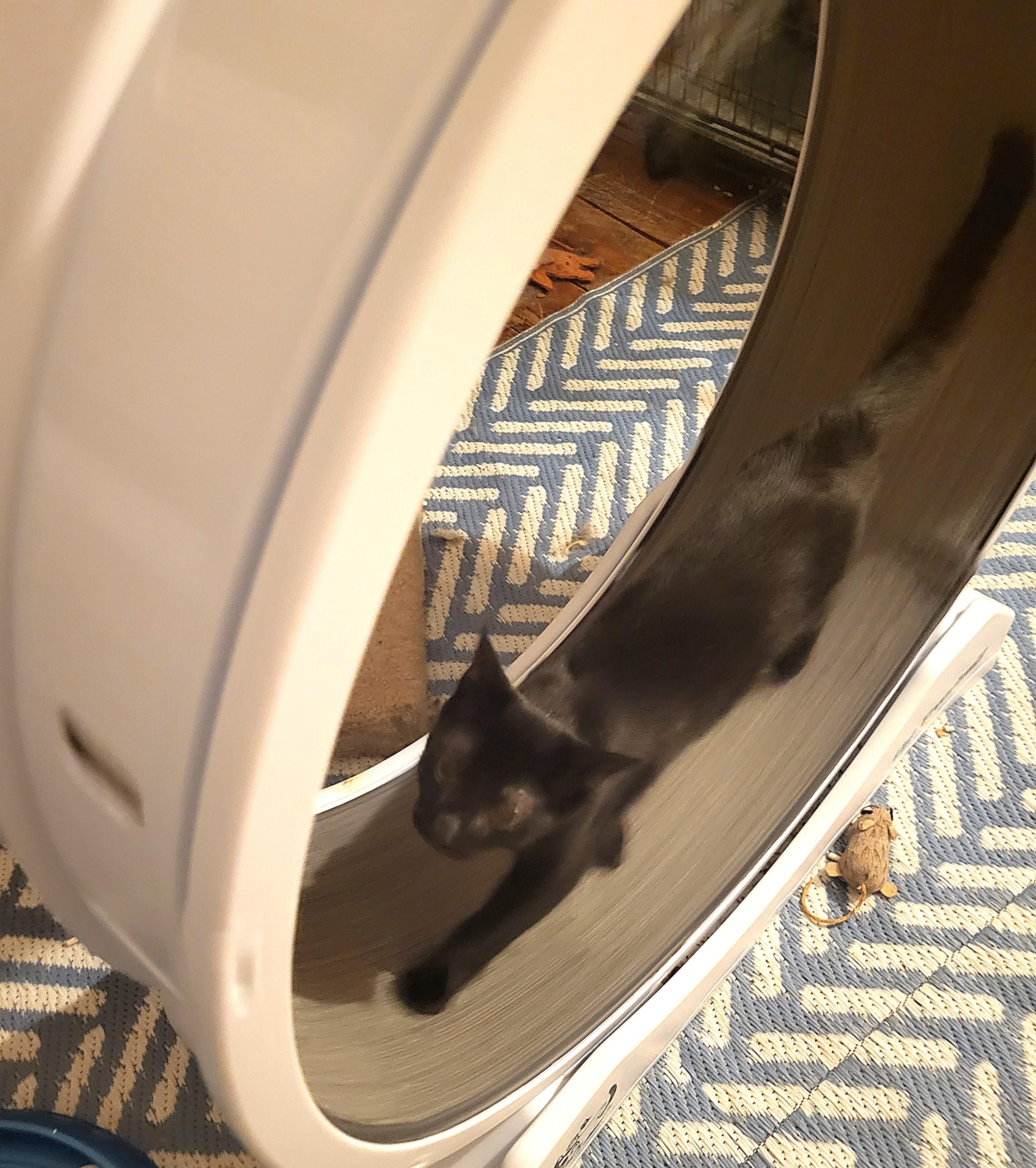 Baxter, a Adoptable mixed breed in Bennington, VT image 2/2