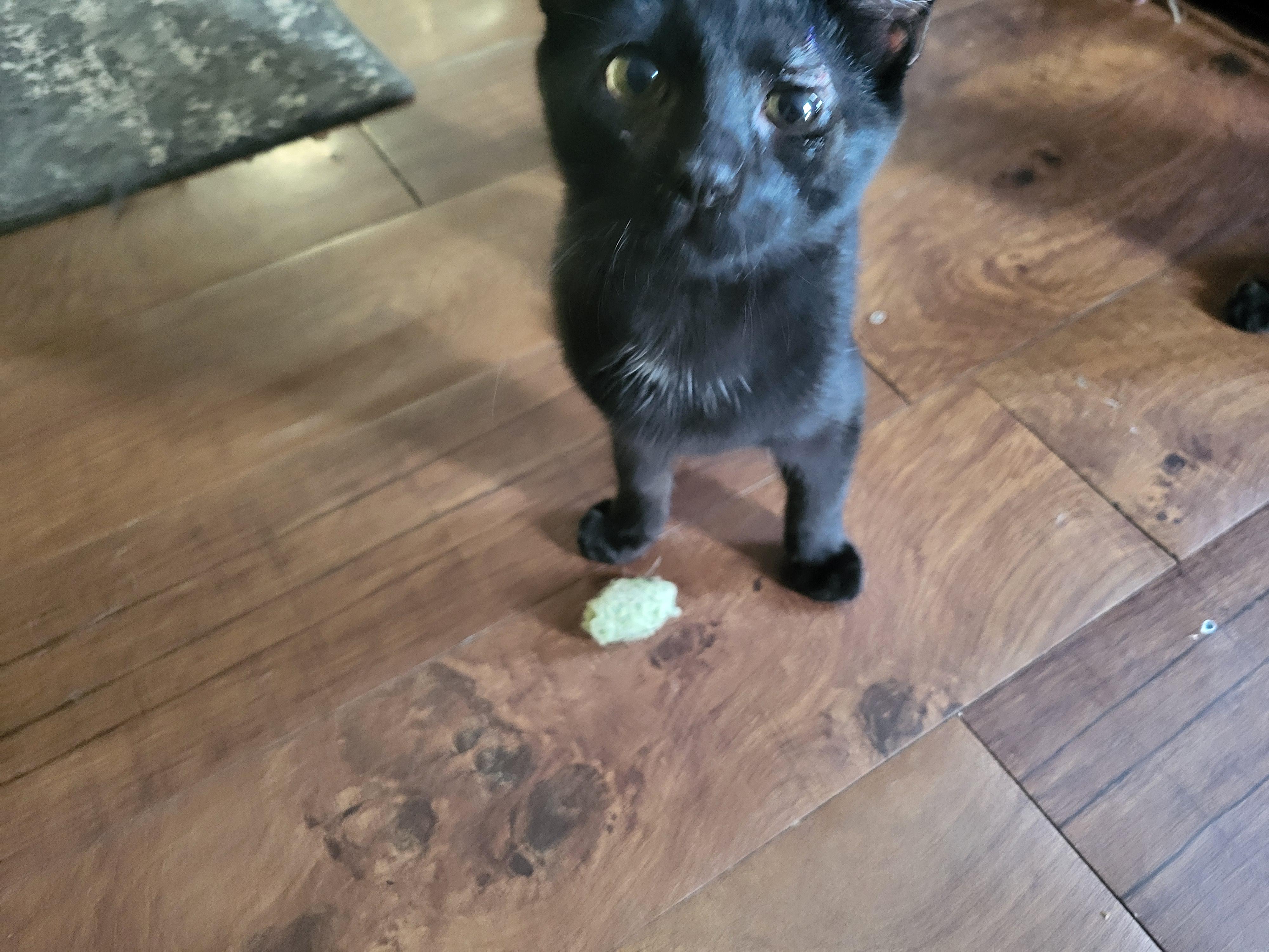 Enlarge Baxter, a Adoptable American Shorthair in Bennington, VT image 1/1