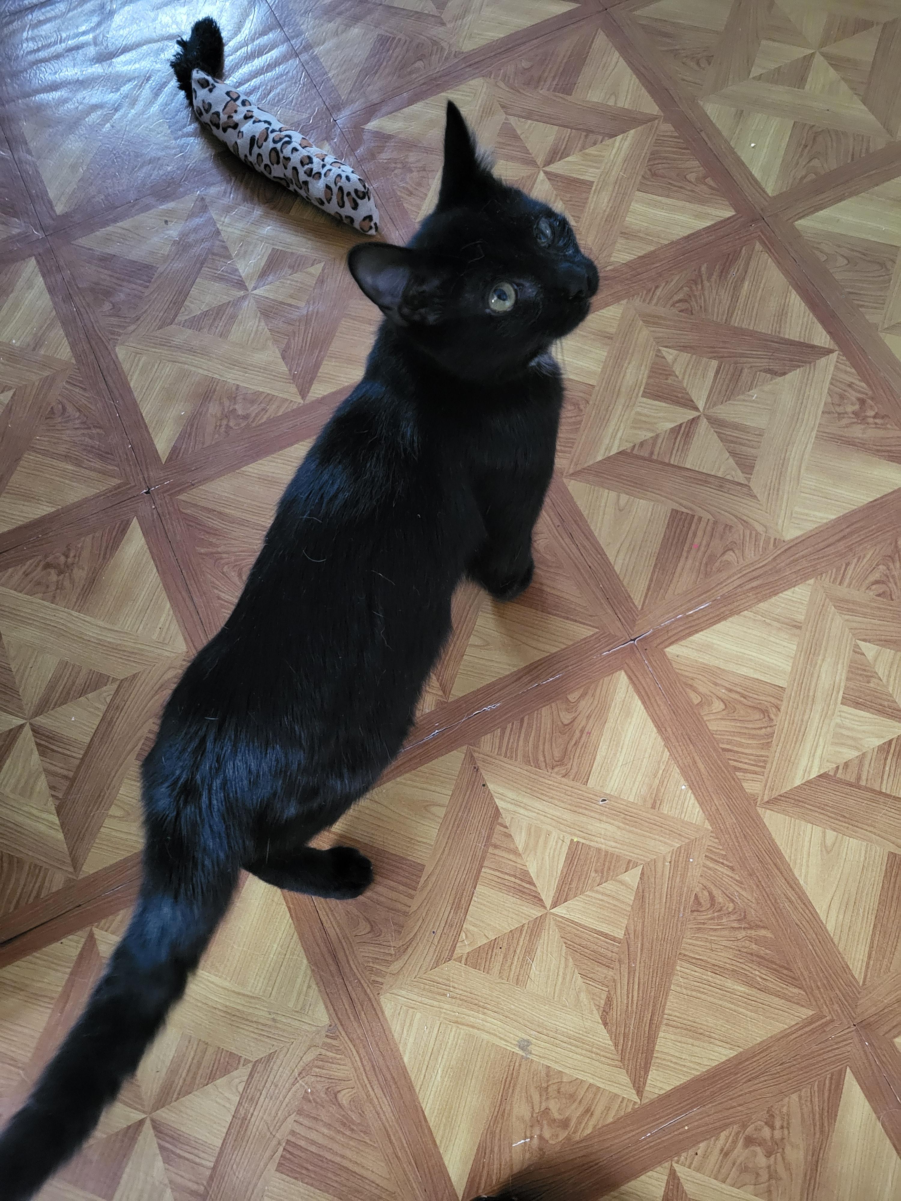 Baxter, a Adoptable mixed breed in Bennington, VT image 1/2