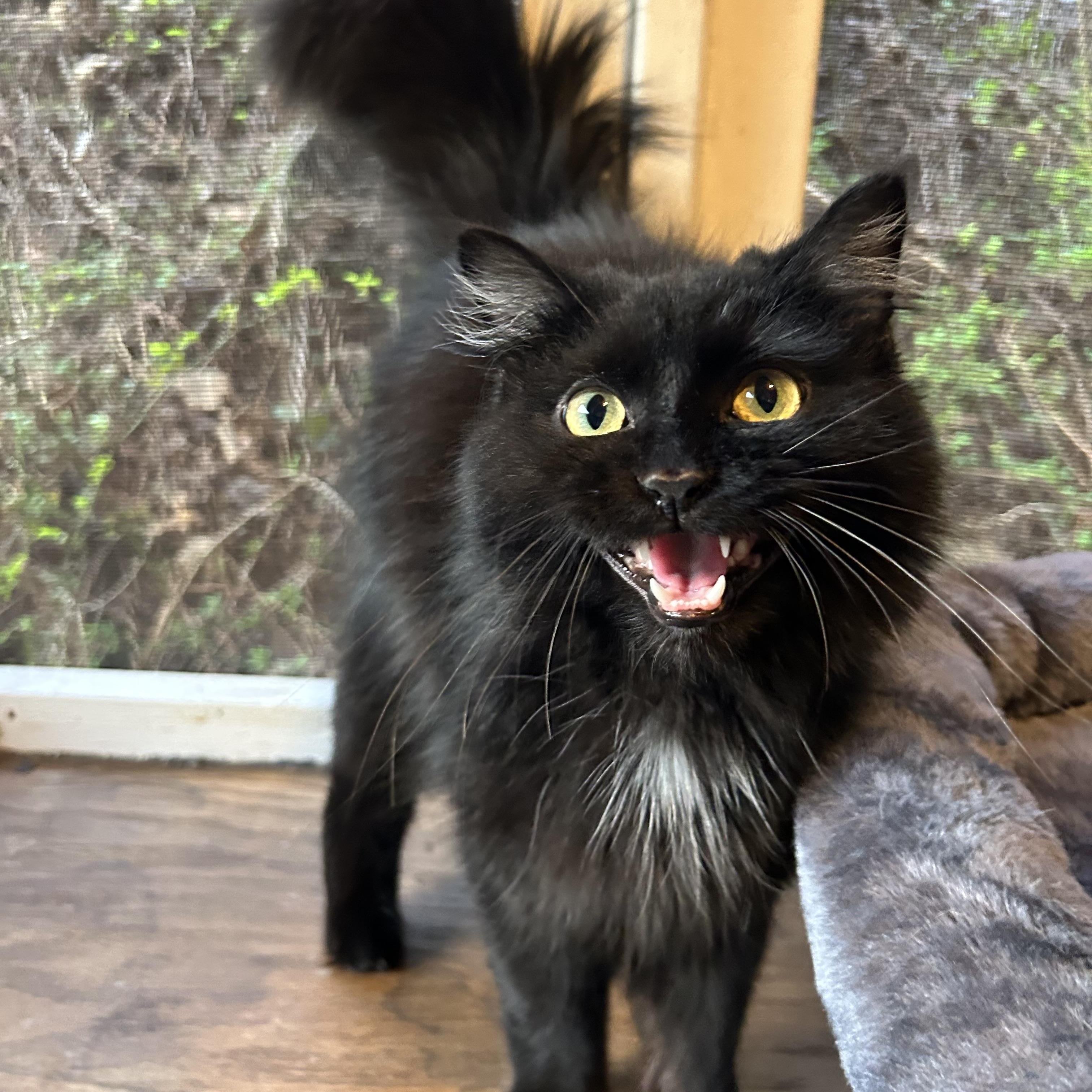 Enlarge Osirus, a ADOPTABLE Domestic Long Hair in White Oak, PA image 1/2