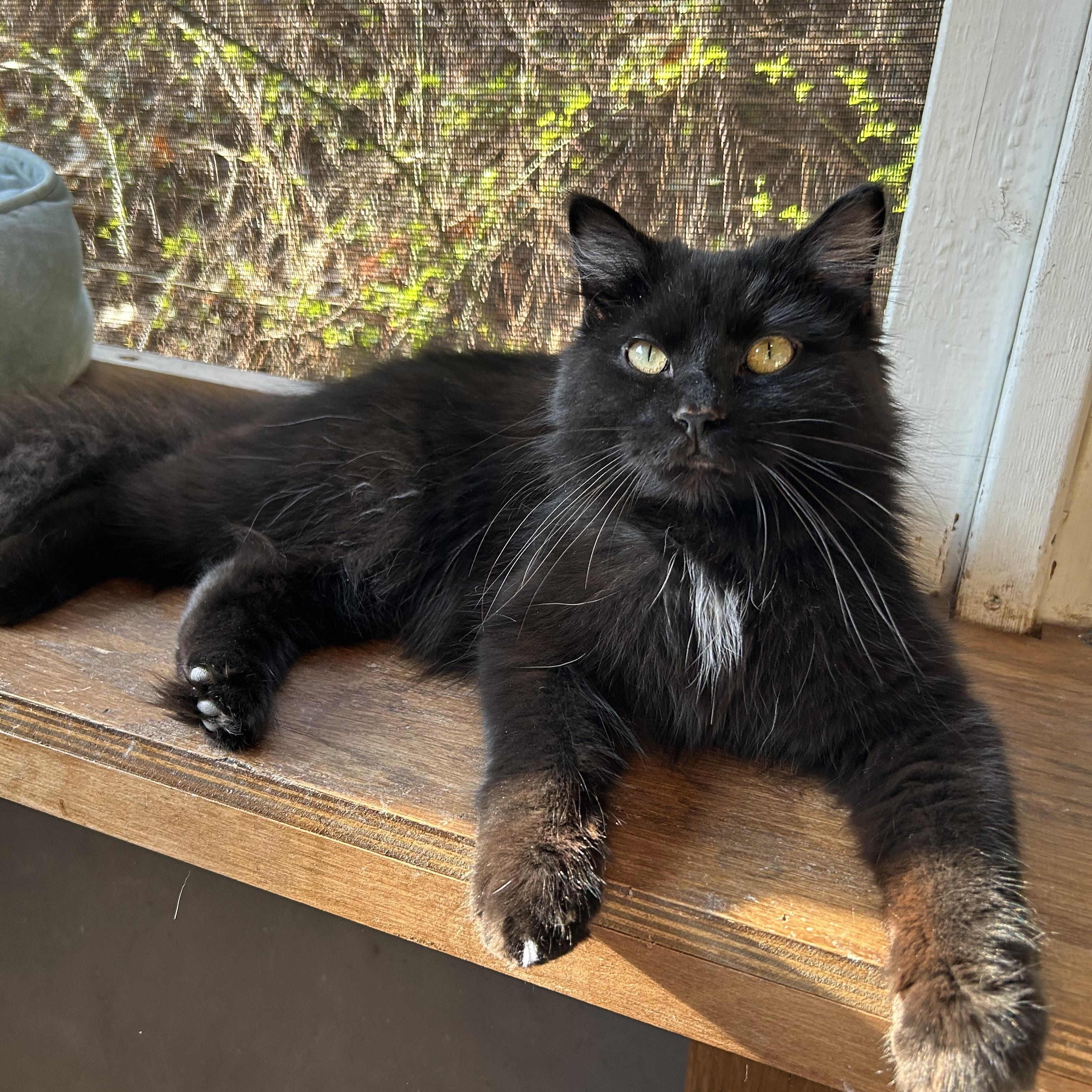 Enlarge Osirus, a ADOPTABLE Domestic Long Hair in White Oak, PA image 2/2