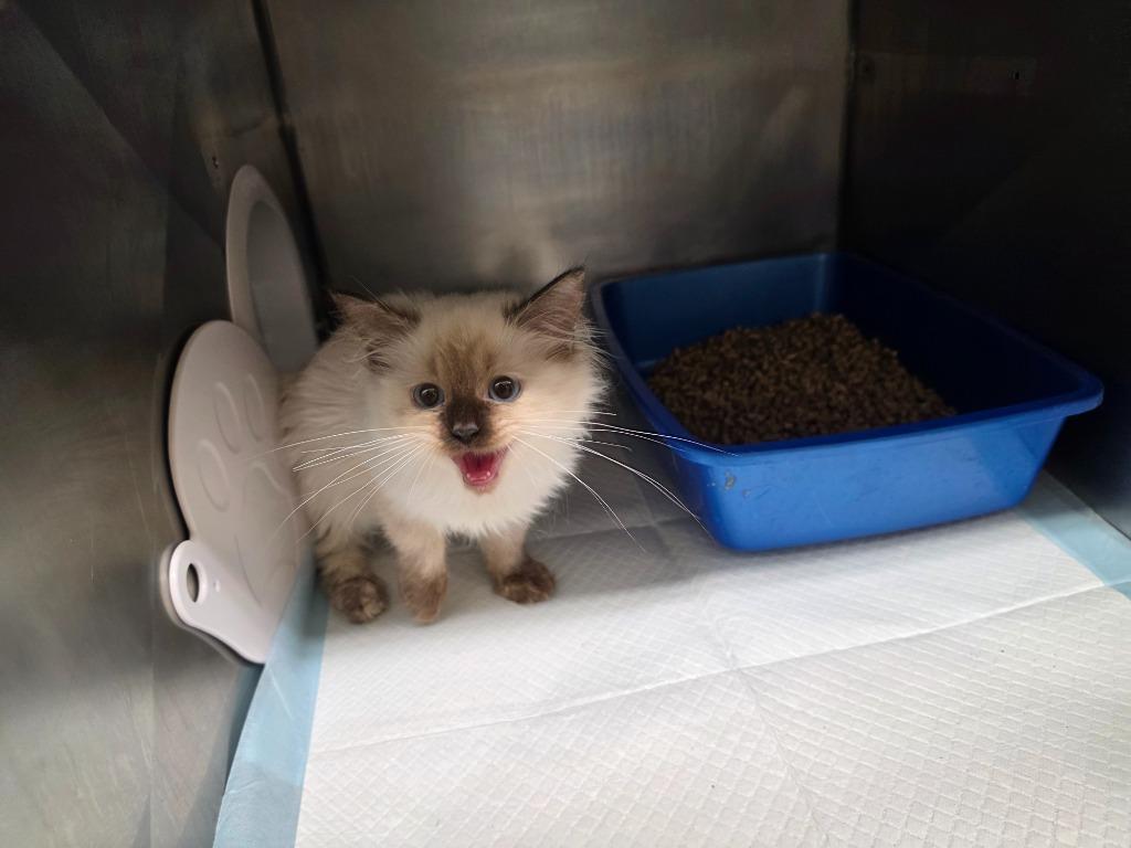 Selena, Adopted, Kitten Female Ragdoll.
