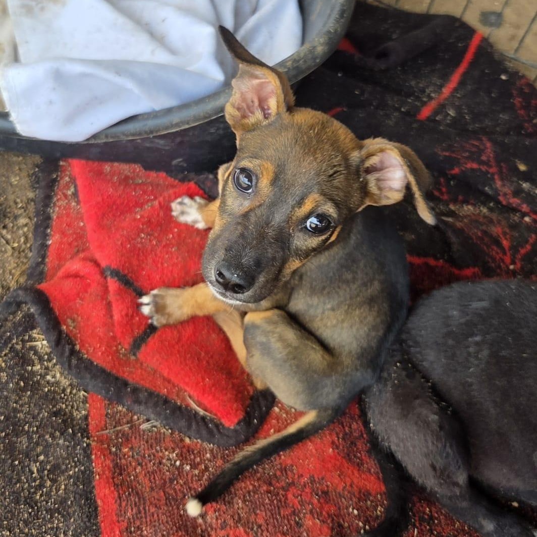 Enlarge Trini, an adopted Mixed Breed in Las Jarretaderas, NAY image 2/6
