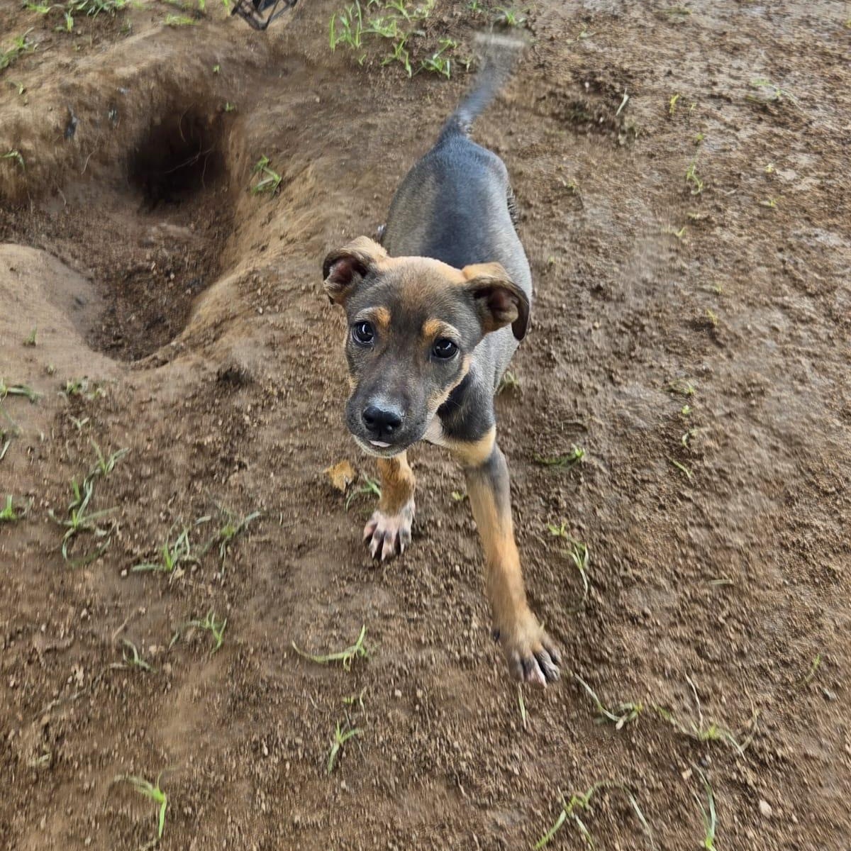 Enlarge Trini, an adopted Mixed Breed in Las Jarretaderas, NAY image 3/6