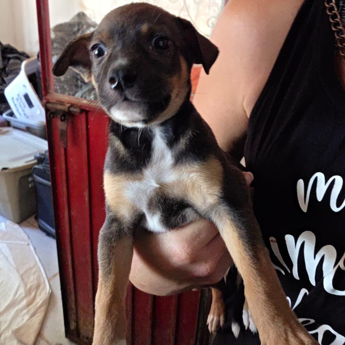 Enlarge Trini, an adopted Mixed Breed in Las Jarretaderas, NAY image 5/6