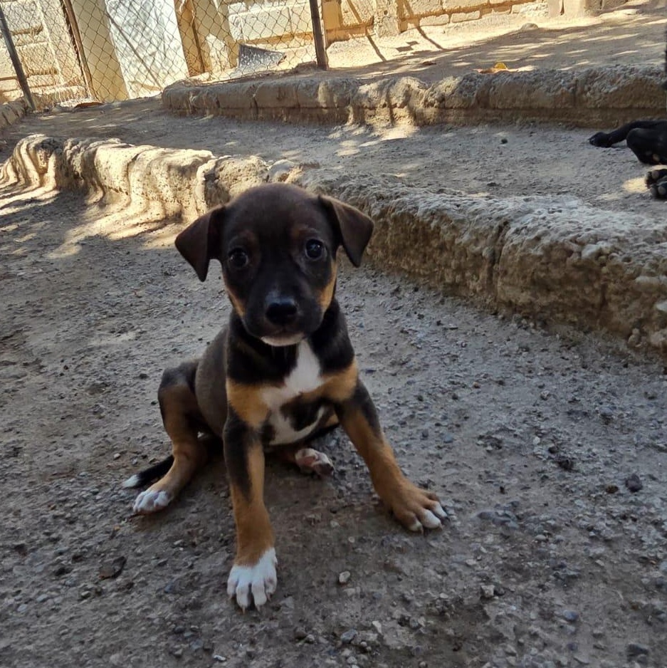 Enlarge Trini, an adopted Mixed Breed in Las Jarretaderas, NAY image 4/6