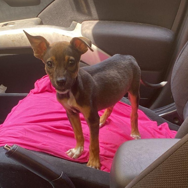 Trini, adopted, Young Female Mixed Breed.